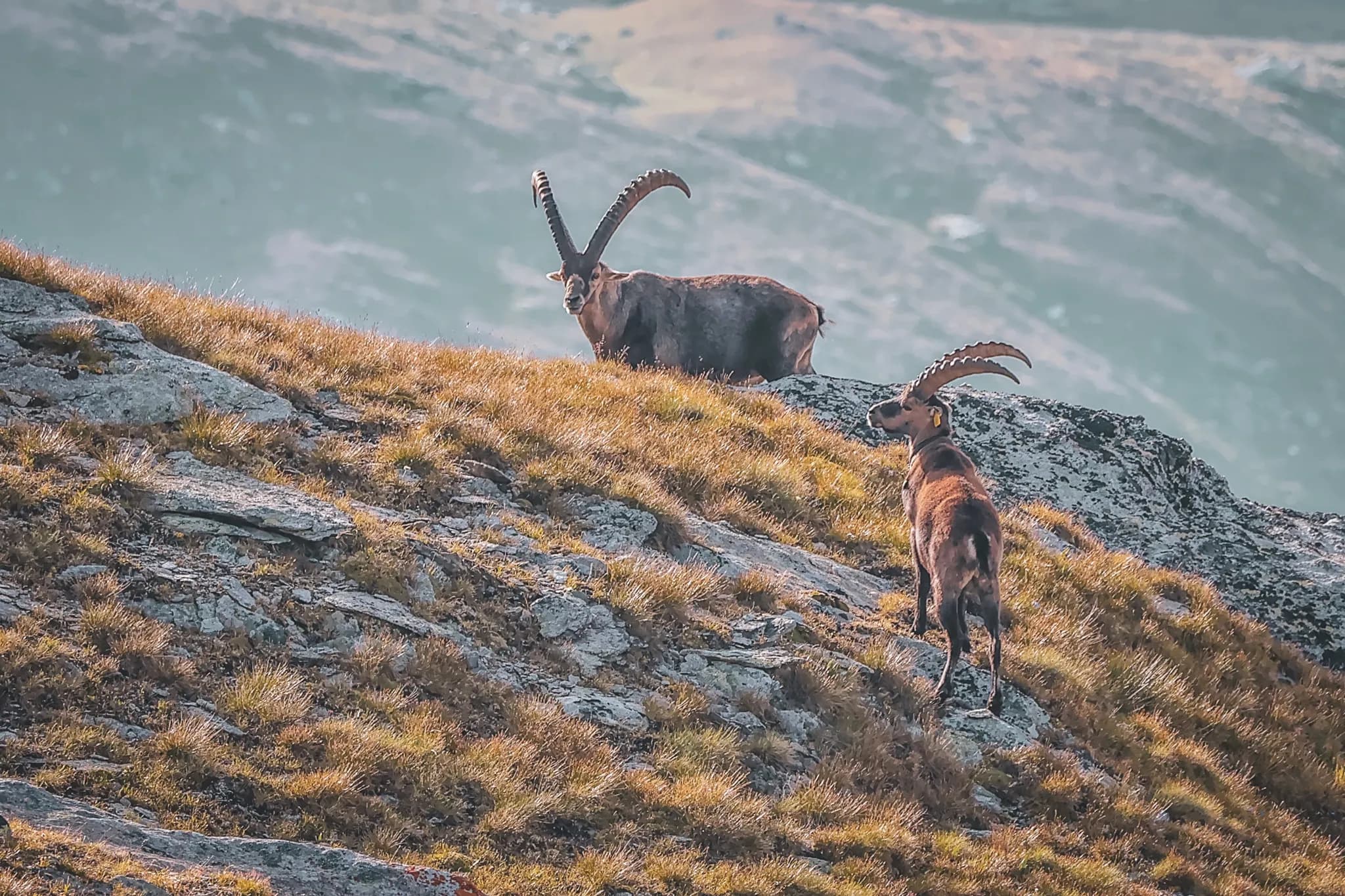 Deux bouquetins se tiennent sur un terrain rocheux, entourés de végétation. L'un des animaux, au premier plan, est vu de profil avec de grandes cornes en spirale, tandis que l'autre est légèrement en arrière-plan,