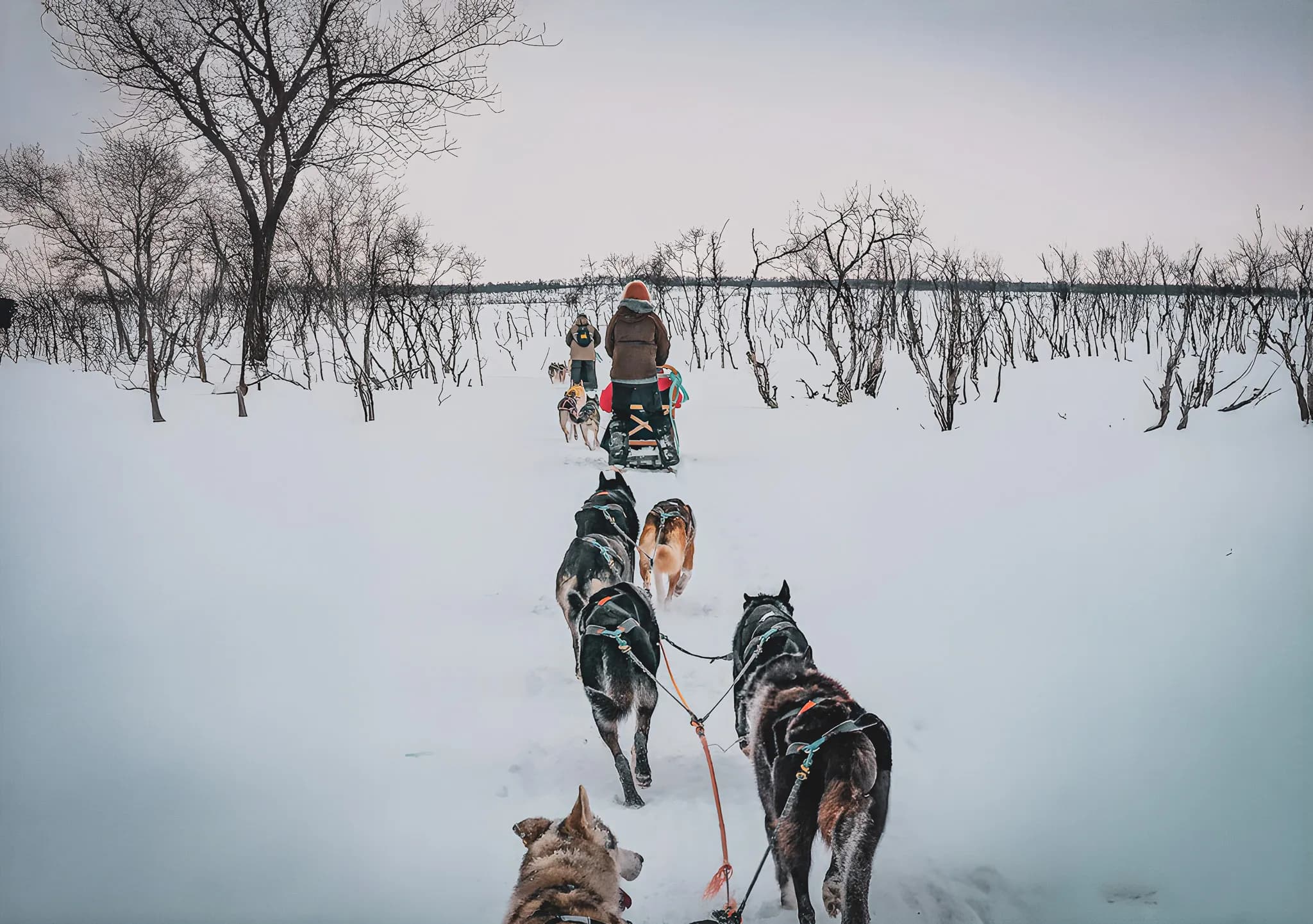 A husky-drawn sleigh on immaculate snow, exploring Norwegian Lapland.