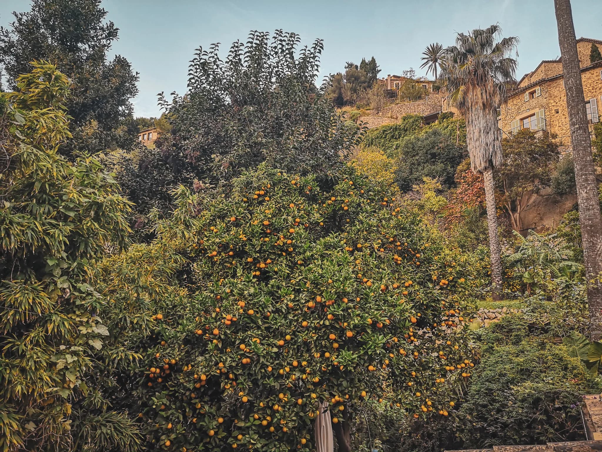 A lush garden in Mallorca, with citrus-laden trees and stone houses in the background.