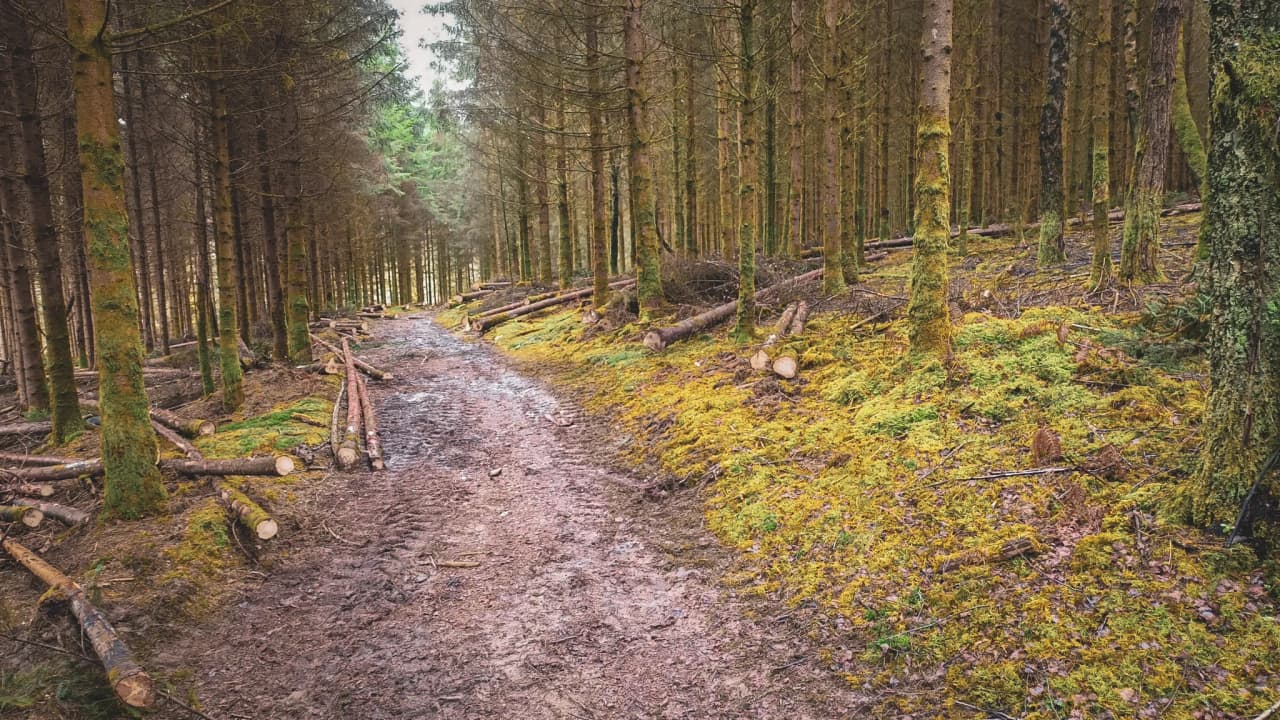 Chemin boueux au cœur des forêts ardennaises, invitant à l'aventure et à l'évasion.