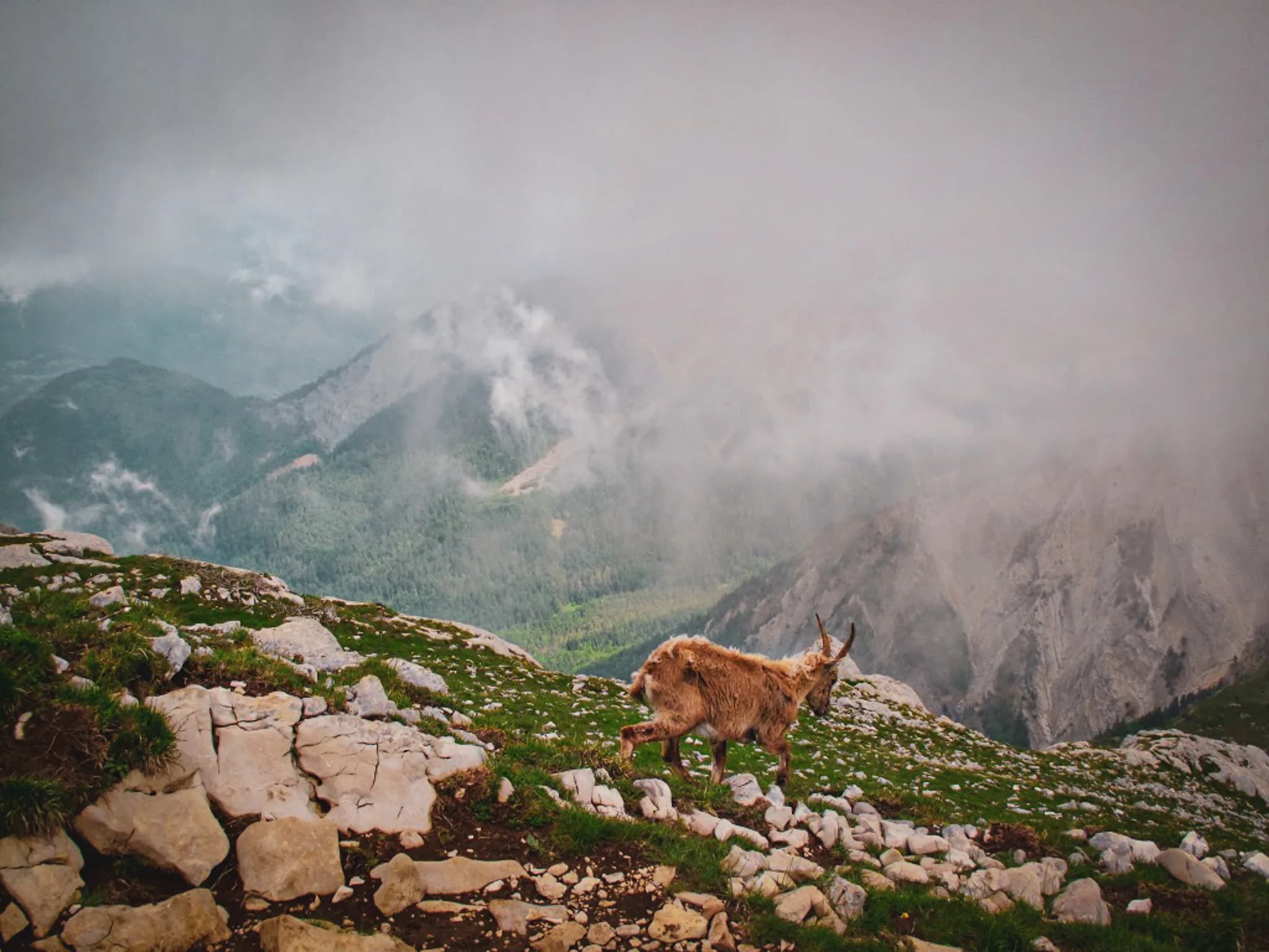 A mountain landscape with low clouds and a view of green peaks. In the foreground, a chamois moves across rocky, grassy terrain, while in the background, mountains