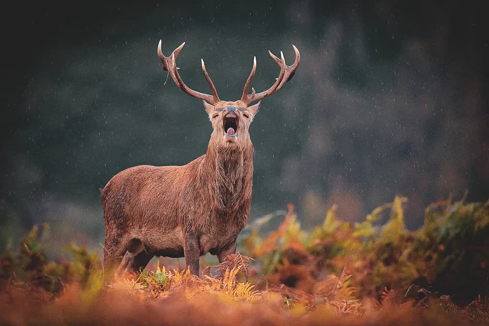 Een majestueus hert staat midden in de dichte begroeiing. Hij slaakt een krachtige kreet, zijn bek wijd open als de regen valt. Zijn grote, goed ontwikkelde horens maken zijn verschijning nog indrukwekkender.