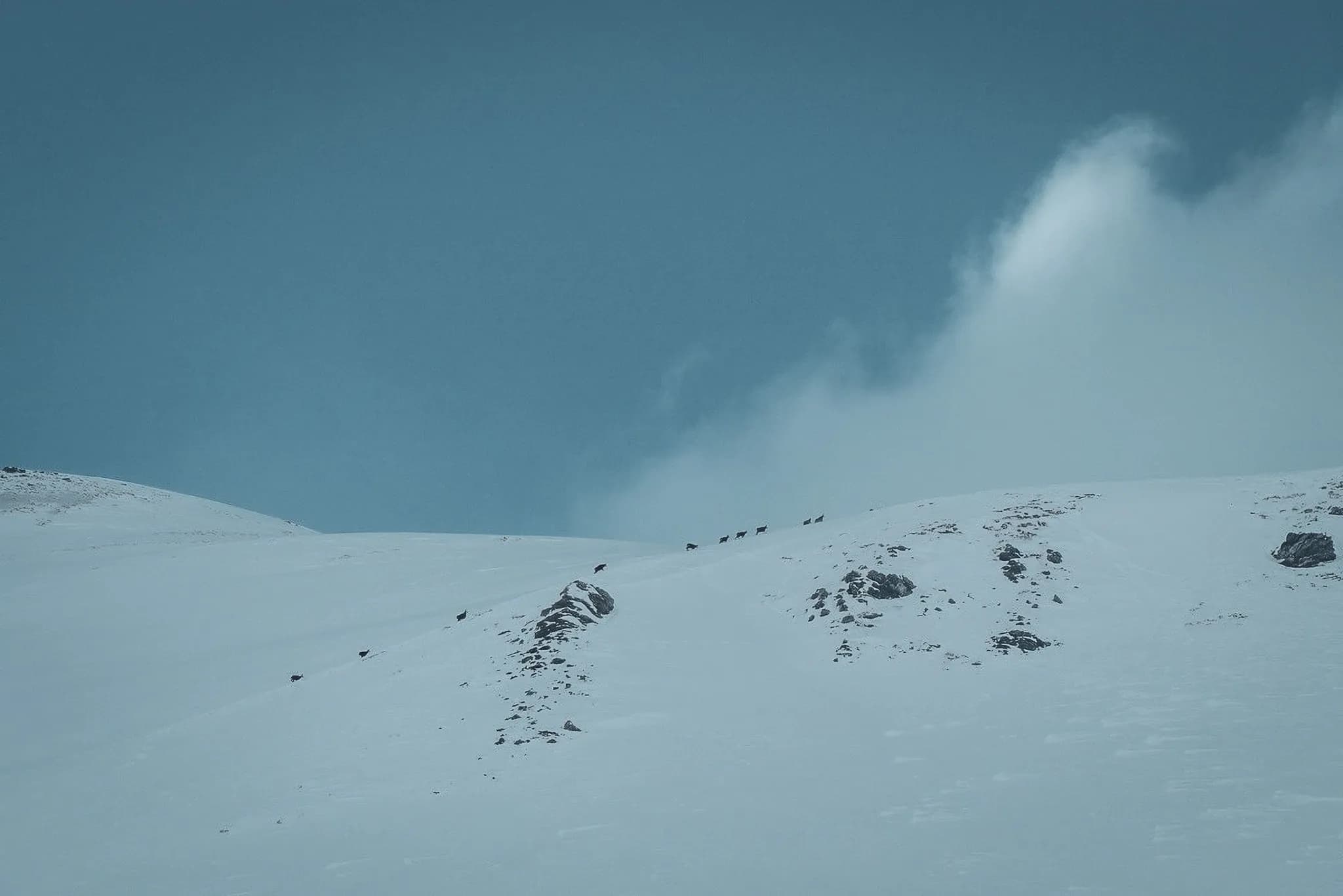 Besneeuwde bergtoppen en een groep alpiene dieren banen zich vredig een weg door de Hautes Alpes.