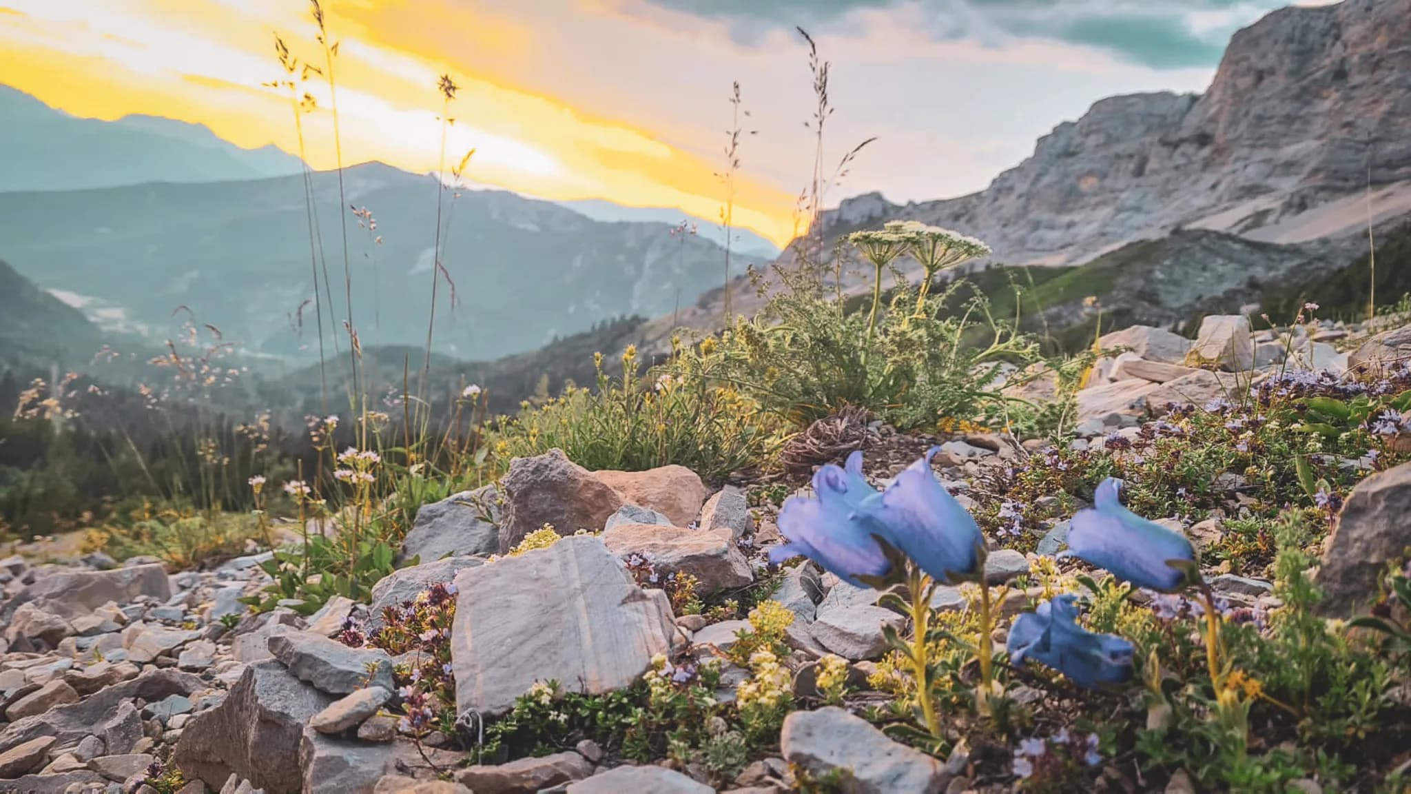 Purple flowers emerging from the rocks, with mountains under a golden sky at sunset.