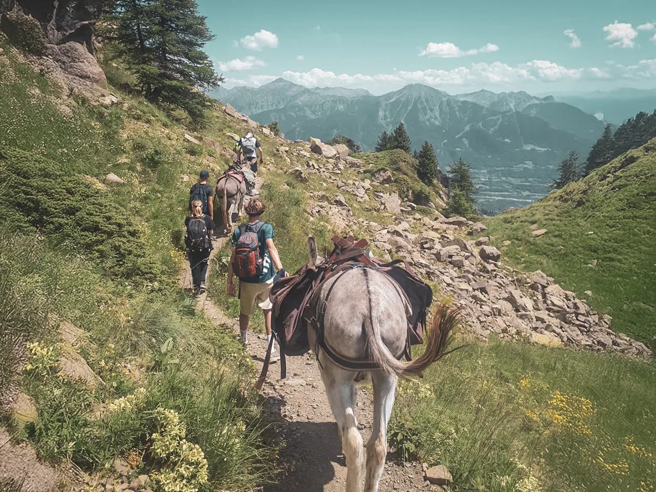 A group of hikers with donkeys on a green alpine trail, under a brilliant blue sky.