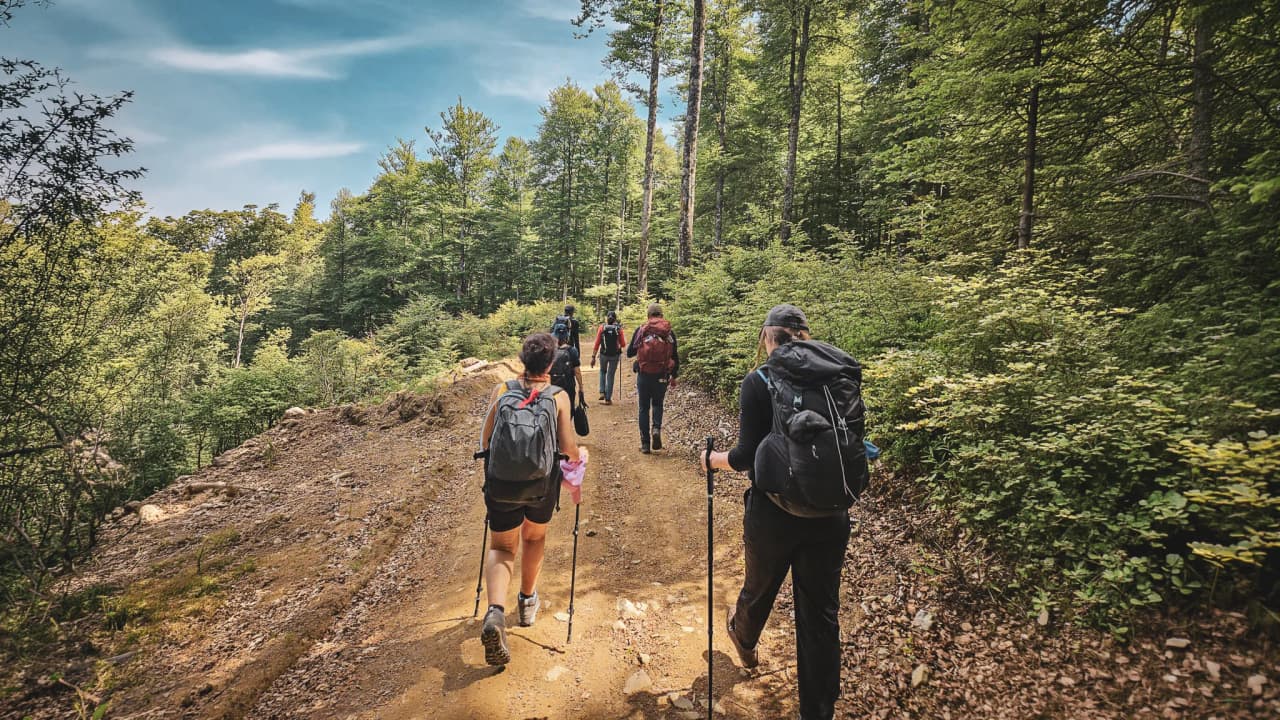 Five hikers on a green trail in the Vosges, surrounded by majestic panoramas.