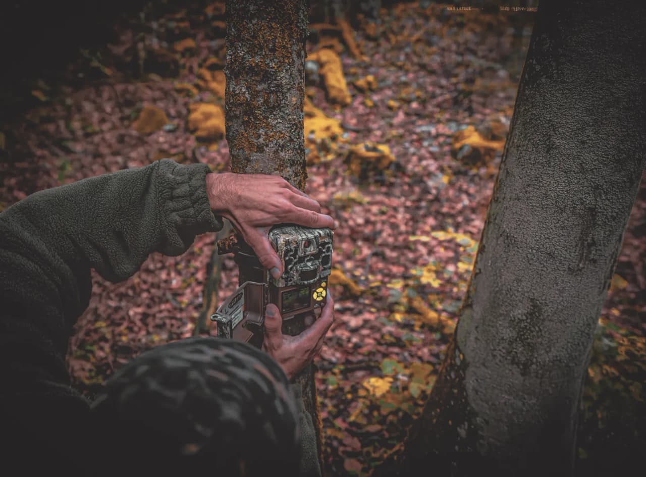An adventurer sets up a camera on a tree, exploring the colourful forest of the Vercors.