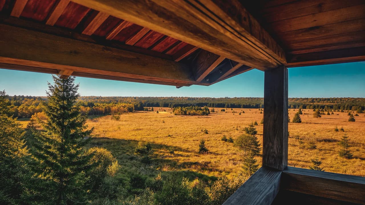 Vue panoramique de la grande forêt de Saint Hubert, sous un ciel dégagé, illuminée par l'automne.