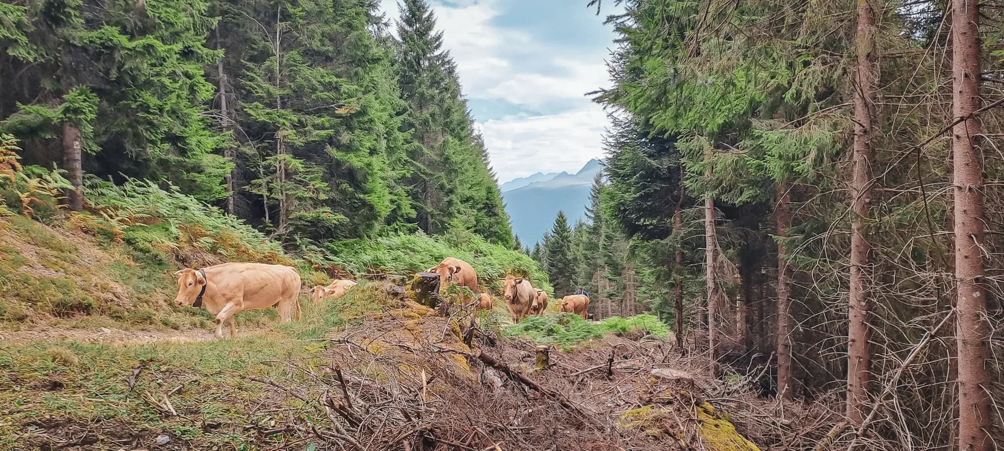 Vaches paisibles dans une forêt verdoyante des Pyrénées, invitation à l'évasion et à la nature sauvage.