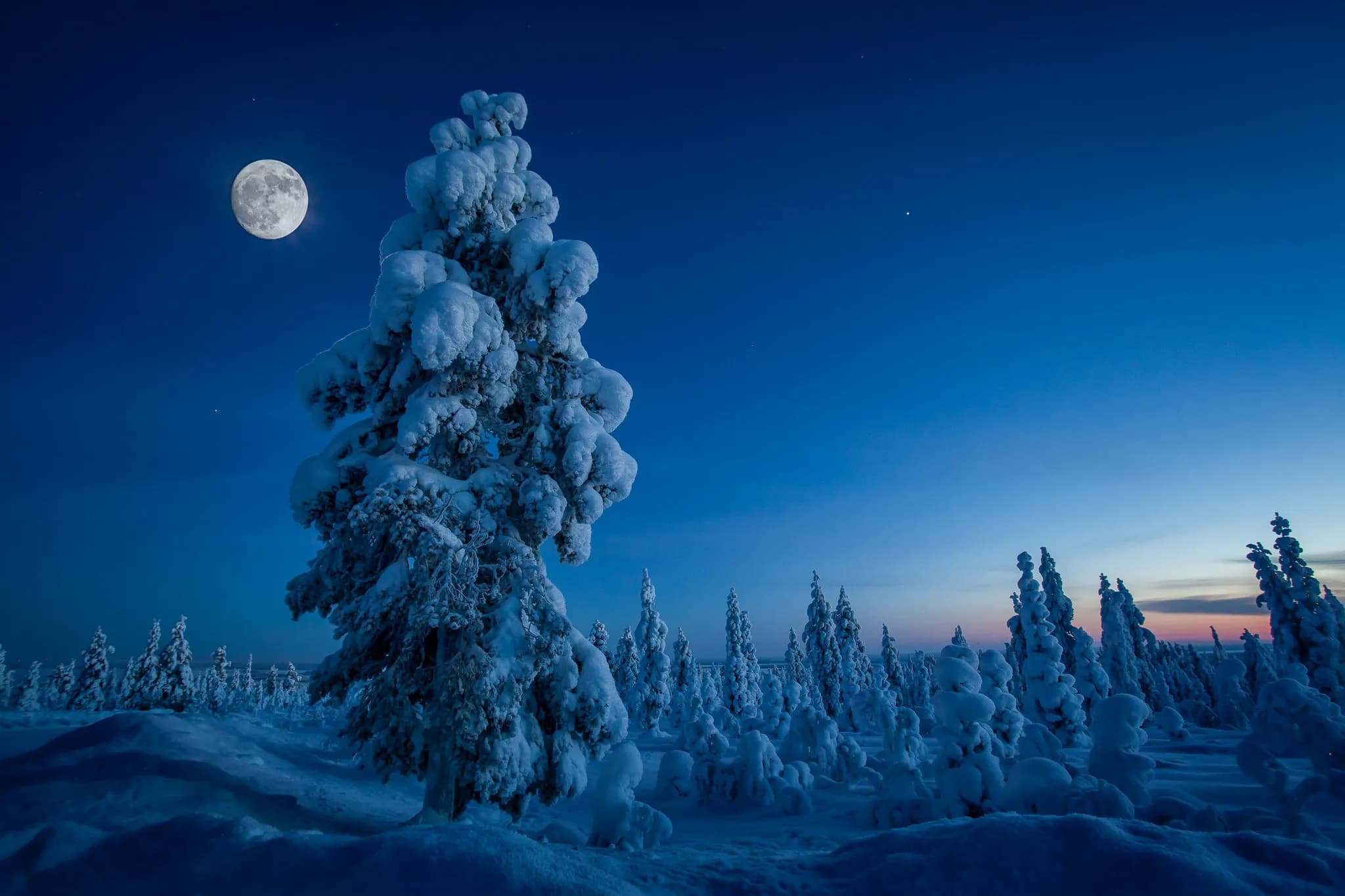 A wintry night landscape, with tall, snow-laden trees standing against a blue sky shaded in shades of night. The full moon illuminates the scene, creating a fairytale atmosphere, while a few