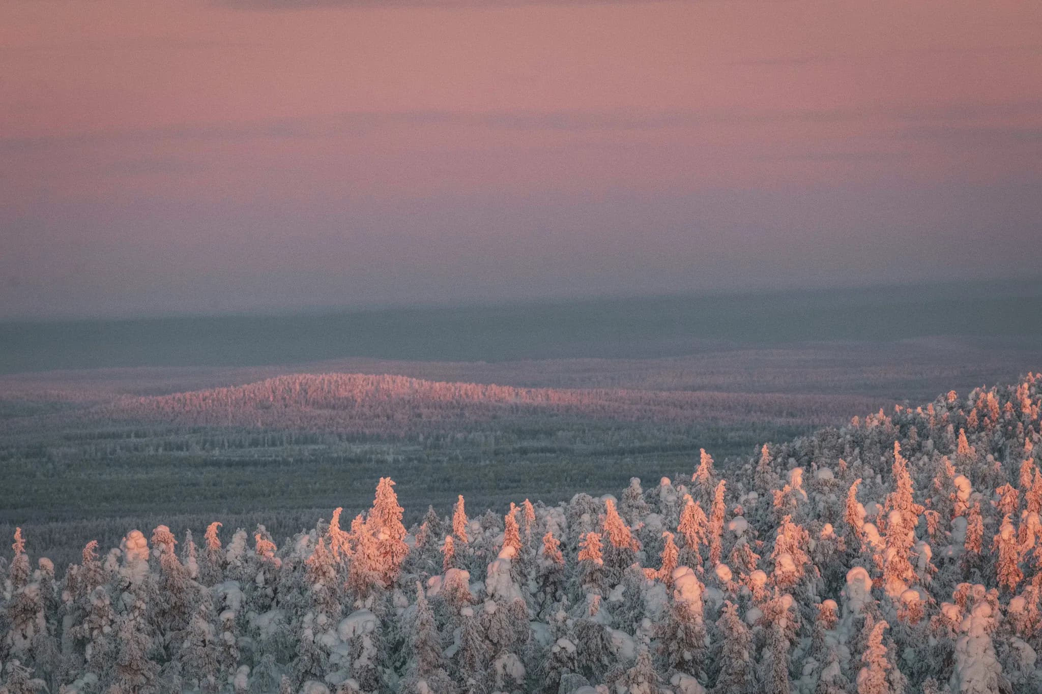 Un paysage hivernal enchanteur en Laponie, avec des forêts enneigées sous un ciel pastel.