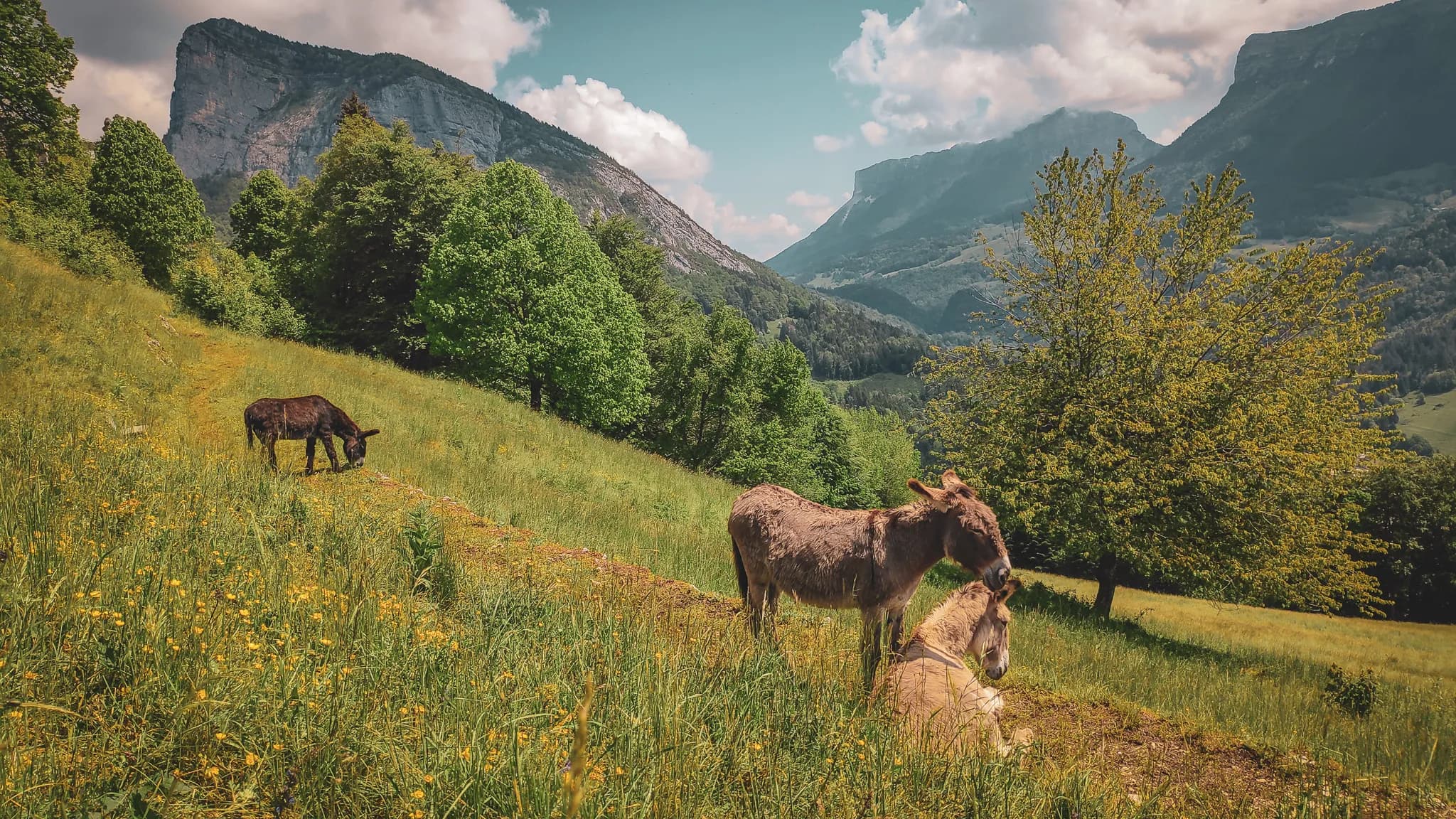 Un paysage montagnard enchanteur, avec des collines verdoyantes parsemées d'arbres. Au premier plan, deux ânes se reposent dans un champ de fleurs sauvages. À l'arrière-plan, des pics