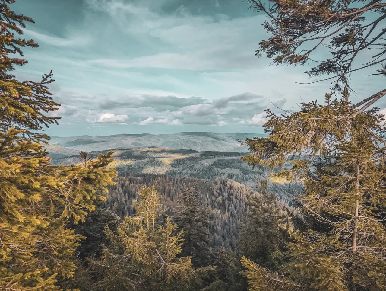 Panorama des Vosges avec sapins luxuriants et ciel bleu parsemé de nuages, invitant à l'aventure.