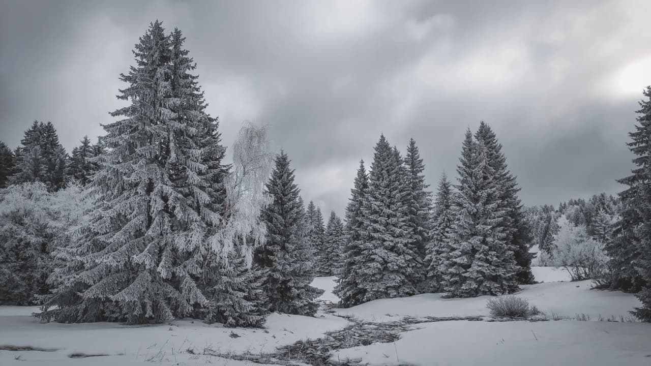 Forêt enneigée dans les Bauges, sous un ciel nuageux, invitant à l'aventure hivernale.