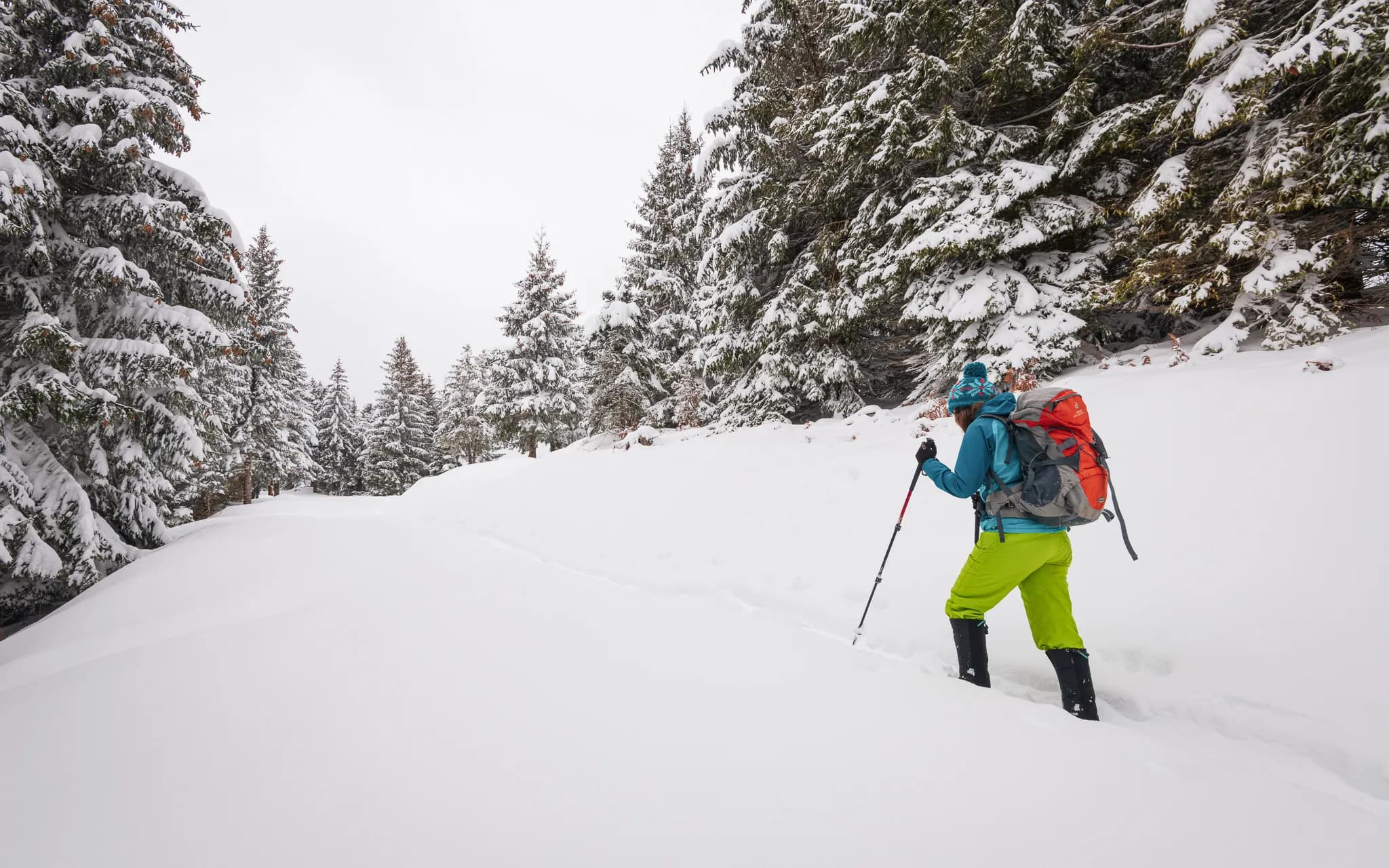 A hiker in a snowy Pyrenean landscape, surrounded by majestic fir trees.