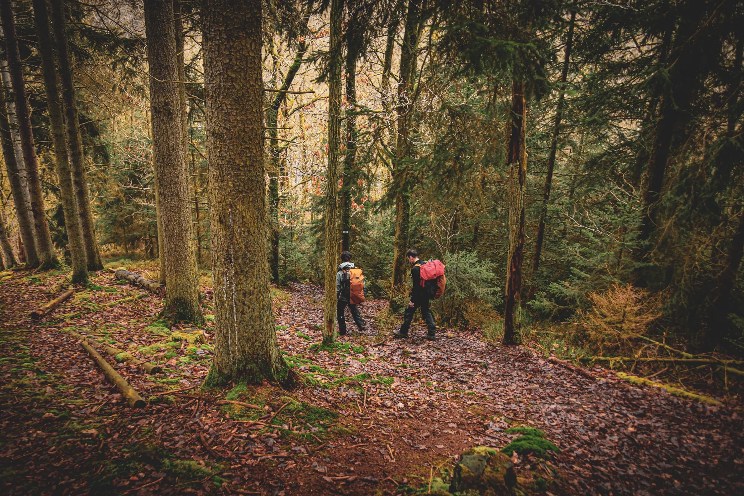 Twee mensen lopen over een bospad, omringd door hoge bomen met stevige stammen. De grond is bedekt met dode bladeren en mos, en de kleuren van de natuur variëren tussen groene en rode tinten.