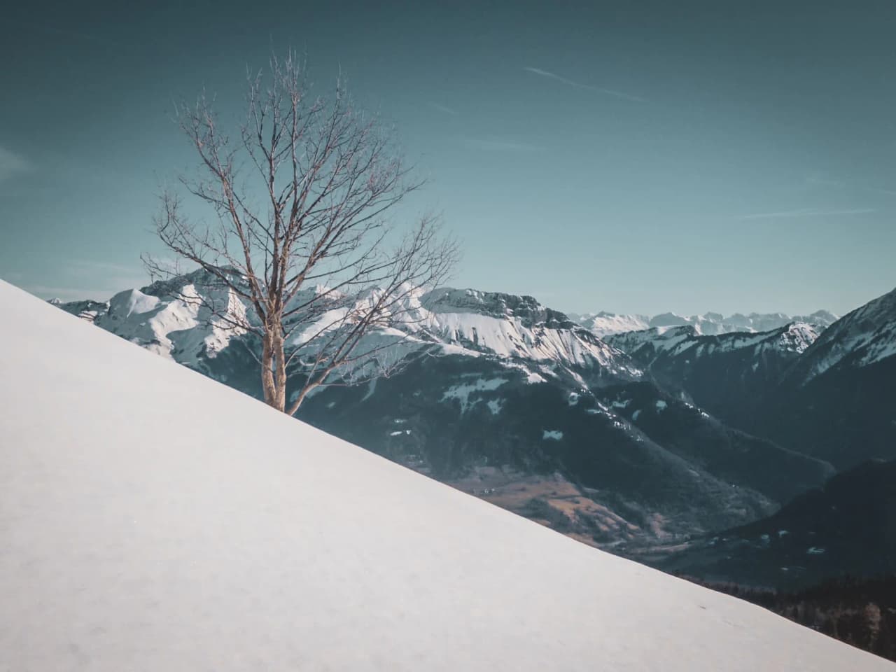 un arbre au milieu de la neige face à des montagnes majestueuses.