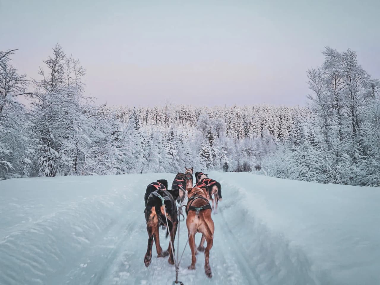 Dog sledding on a snow-covered road, surrounded by frozen forests in Lapland. A magical winter adventure!