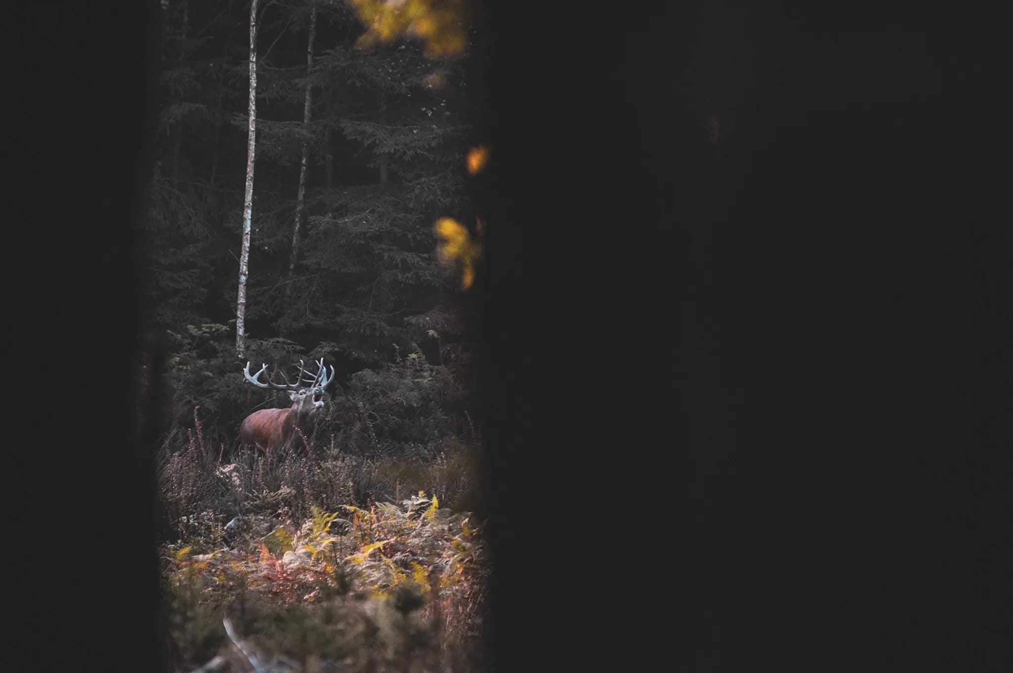 Cerf majestueux émergeant d'une forêt dense, reflet parfait de la nature sauvage des Vosges.