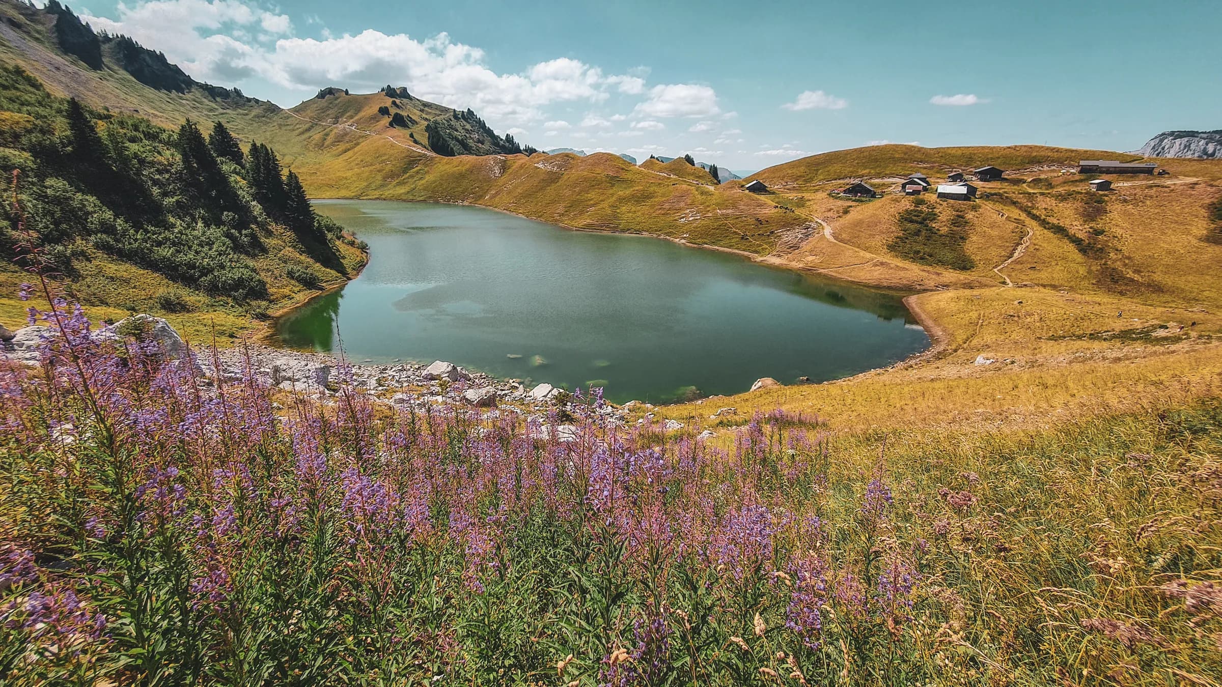 A peaceful lake surrounded by green hills and purple flowers, an invitation to escape to the Alps.
