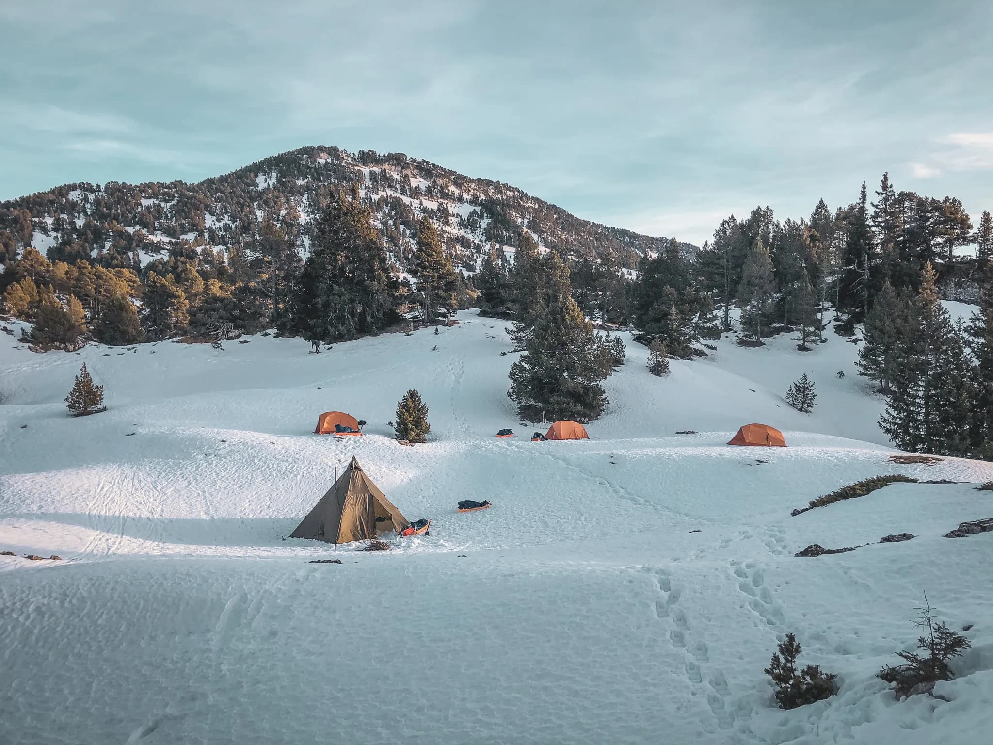 Bivak onder een blauwe hemel in de sneeuw van de Vercors, oranje tenten omringd door majestueuze dennenbomen.