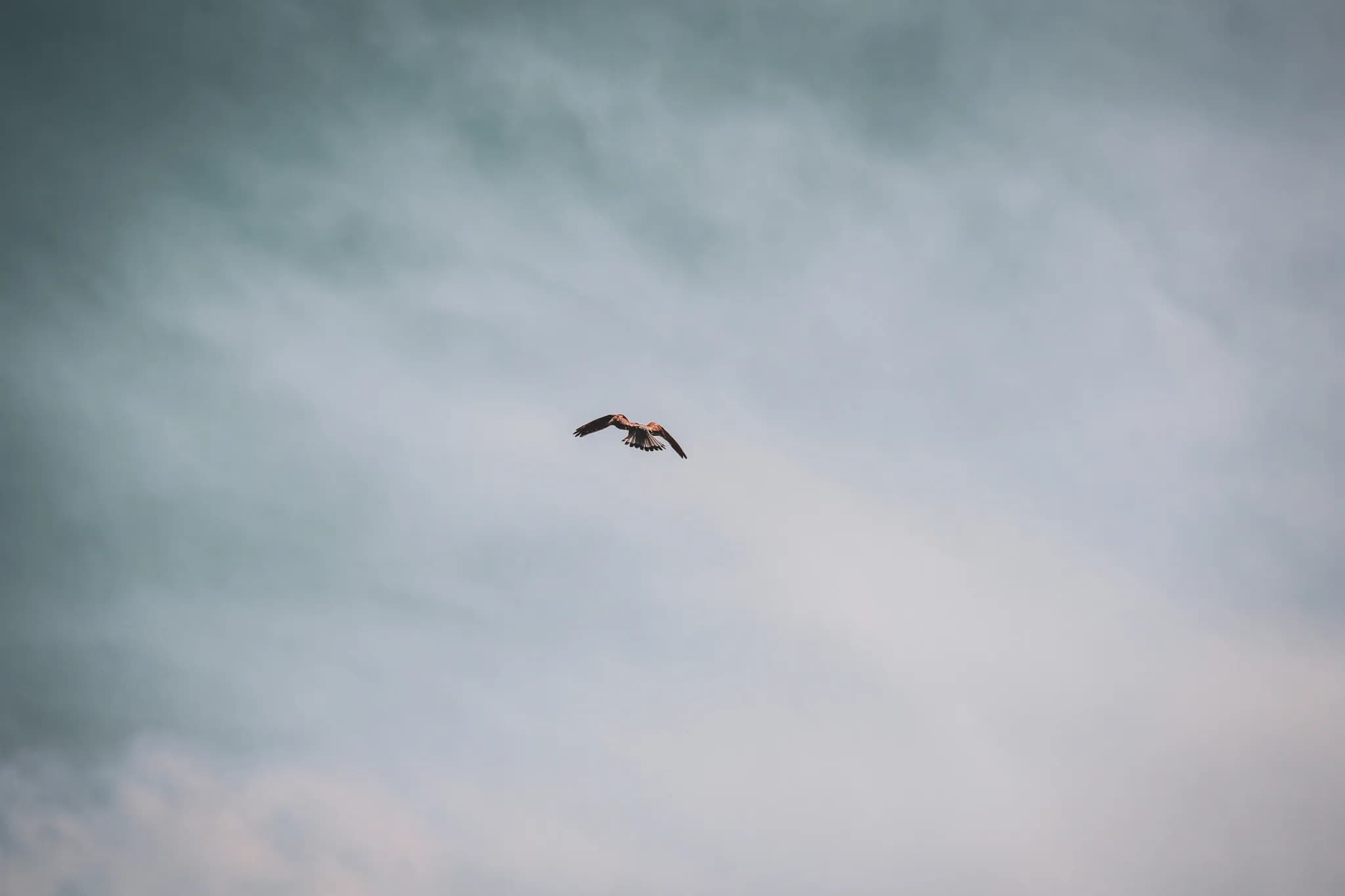A bird in flight, its wings spread, stands out against a cloudy sky. The shades of the sky change from shades of blue to lighter tones, creating a calm and peaceful atmosphere.