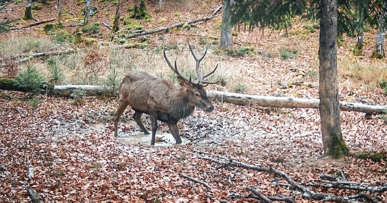 A majestic stag strides through autumn-coloured undergrowth, inviting you to escape into nature.
