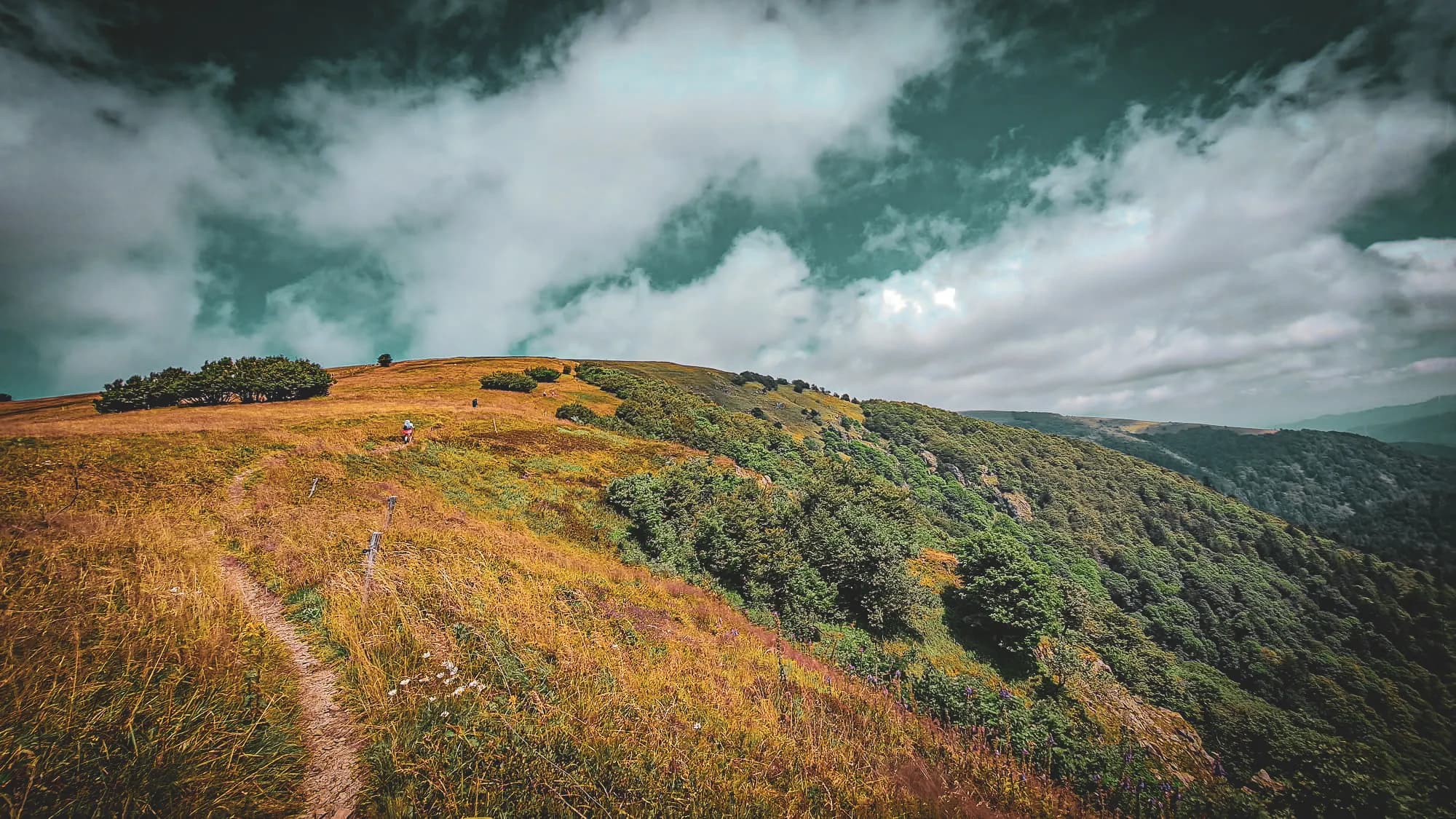 Un paysage de collines verdoyantes parsemées de brins d'herbe jaune. Un chemin sinueux traverse la scène, menant à la cime d'une colline. À gauche, des arbres aux feuilles denses s'él