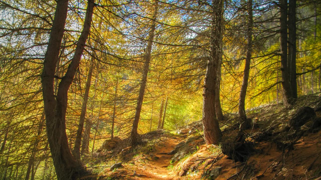 A winding path through a golden forest, a promise of mountain adventures.