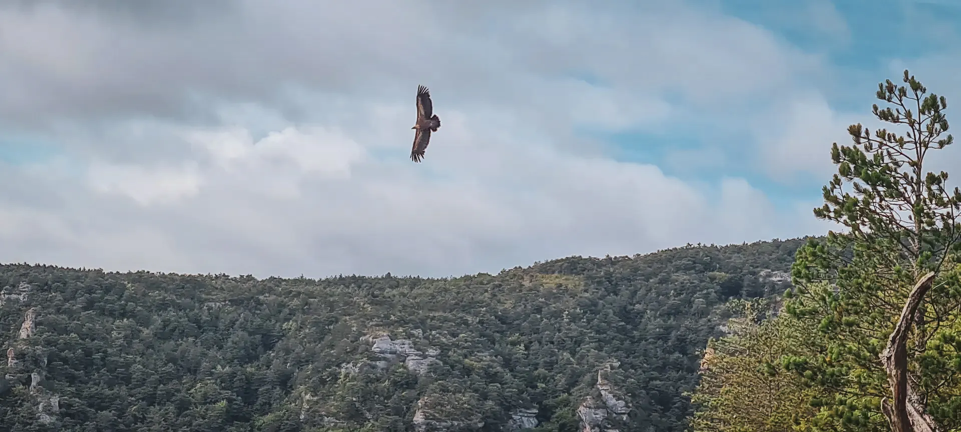Un vautour majestueux plane au-dessus des gorges verdoyantes, un panorama de nature sauvage.