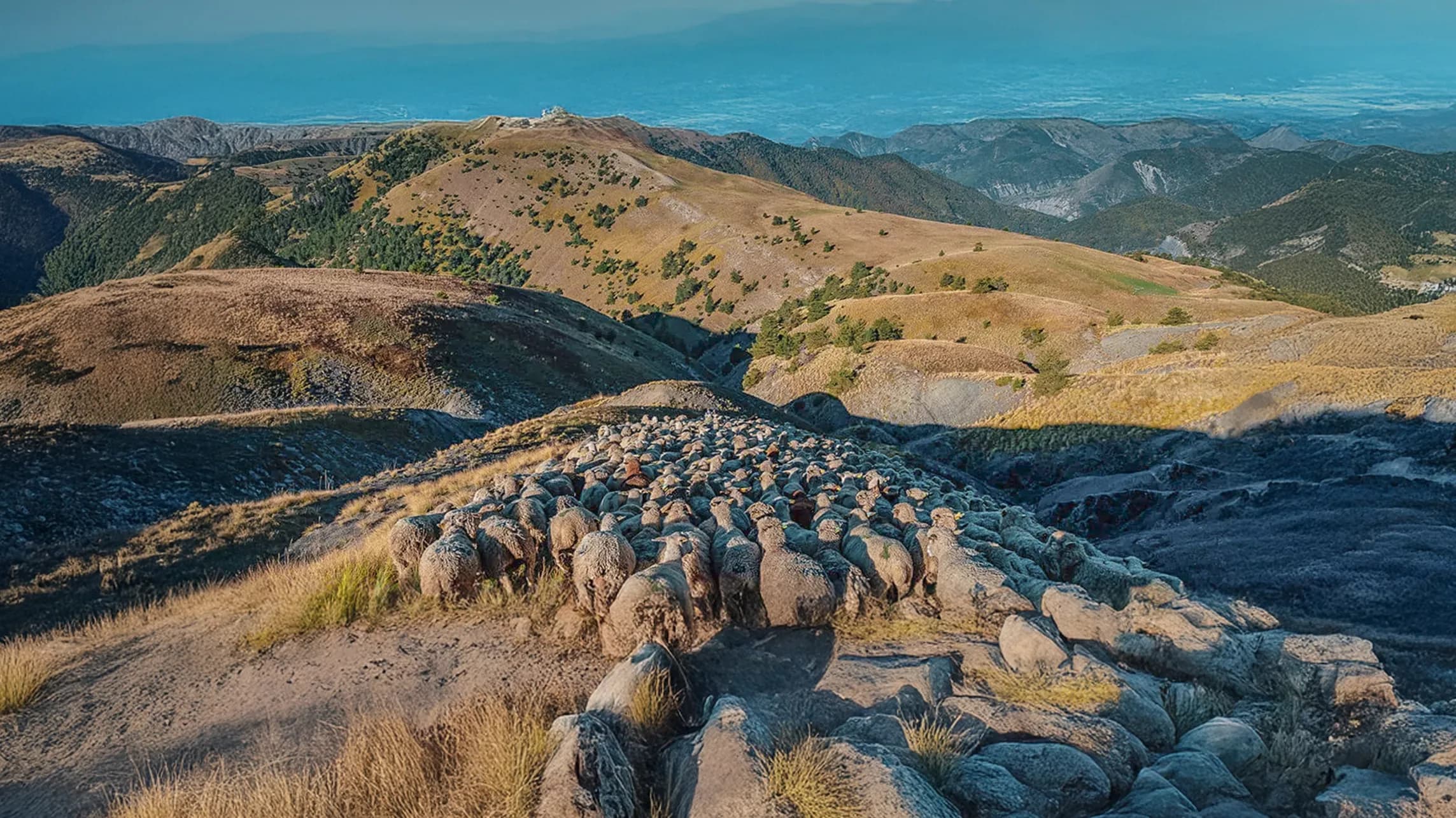 A flock of sheep moves along a mountain slope, accompanied by a sheepdog keeping an eye on the group's progress. The surrounding hills are covered with golden grasses and a few trees, under