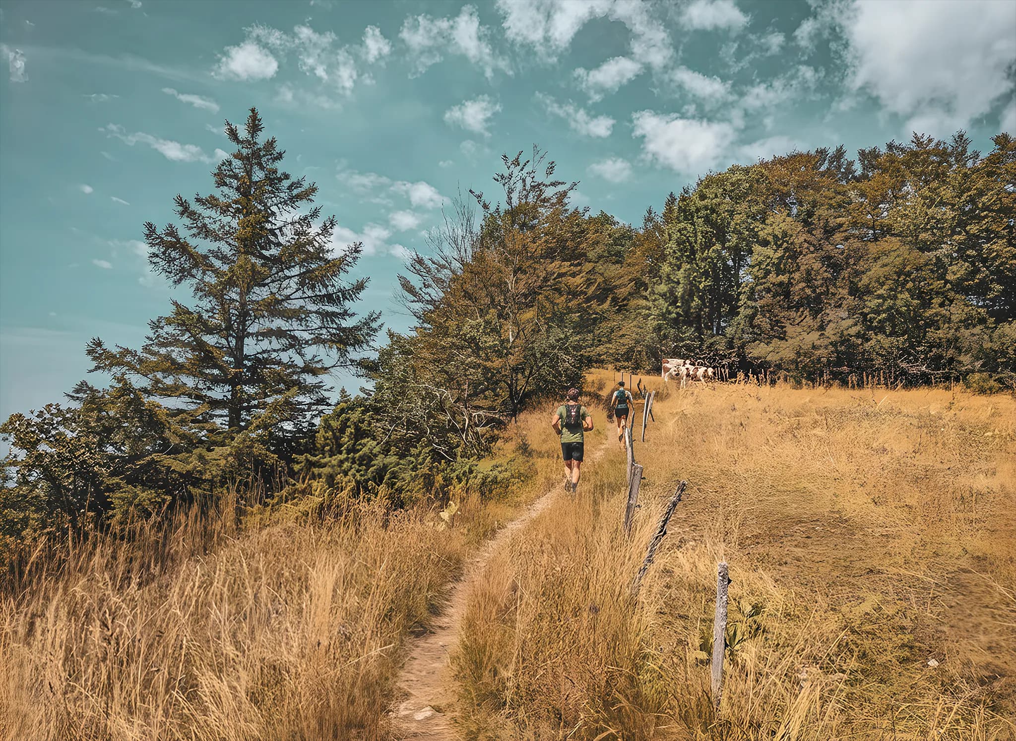 Deux coureurs s'élancent sur un sentier ensoleillé, entourés de paysages dorés et verdoyants du Haut-Jura.