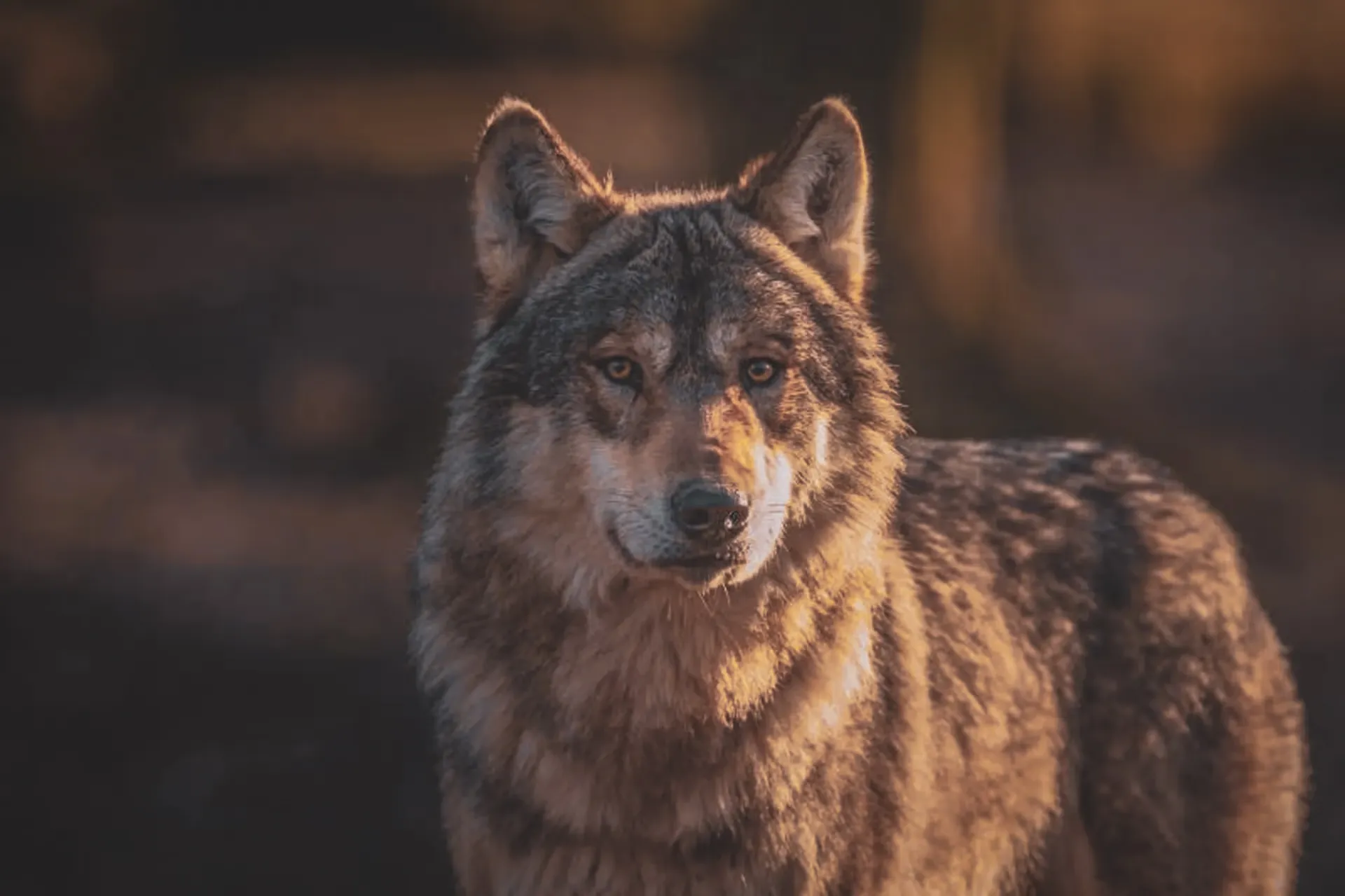 A majestic wolf stands in the golden light of the Vercors, a symbol of unspoilt nature.