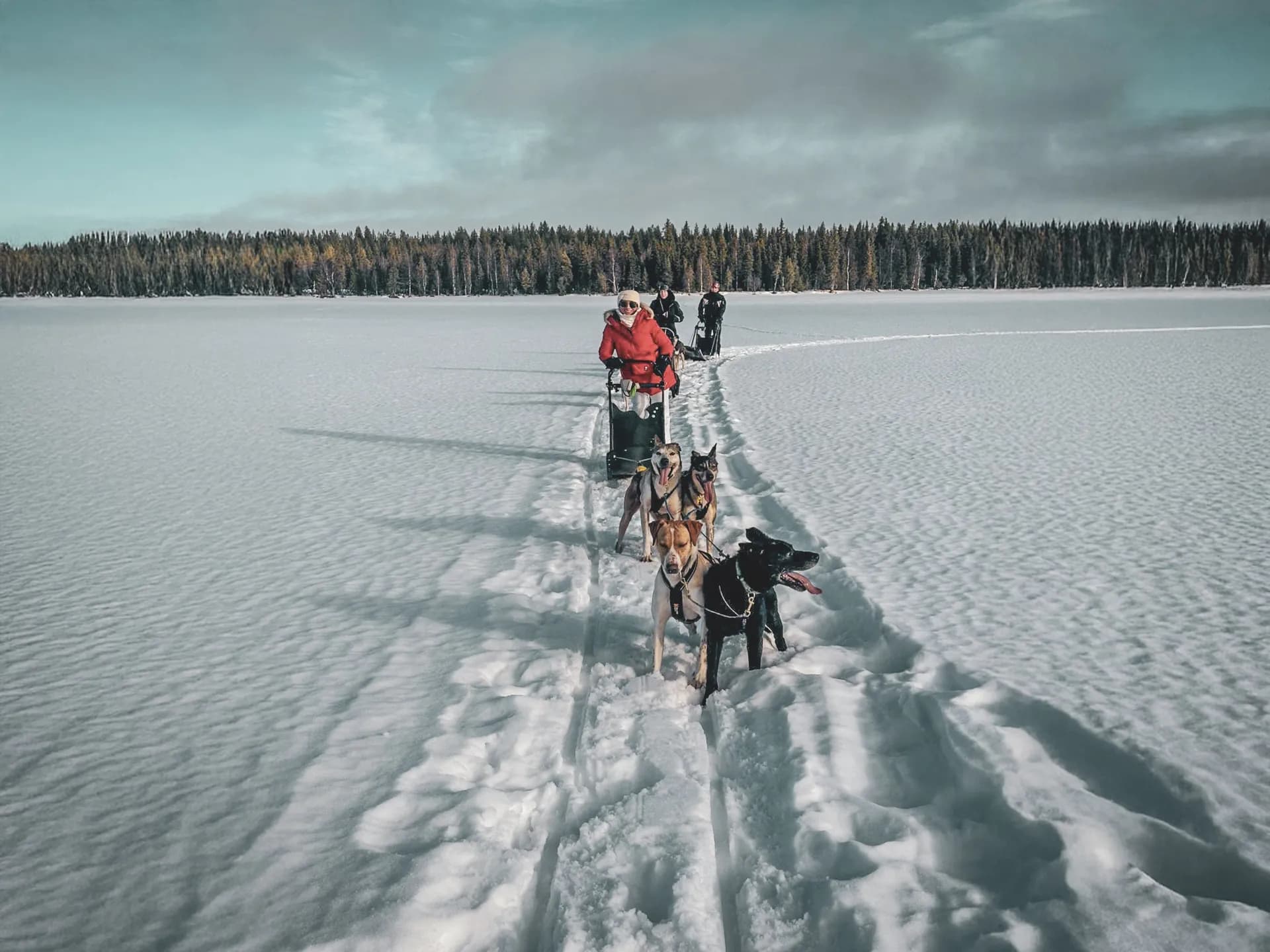 Équipe de chiens de traîneau avancent sur la neige, avec une forêt en arrière-plan, en Laponie.