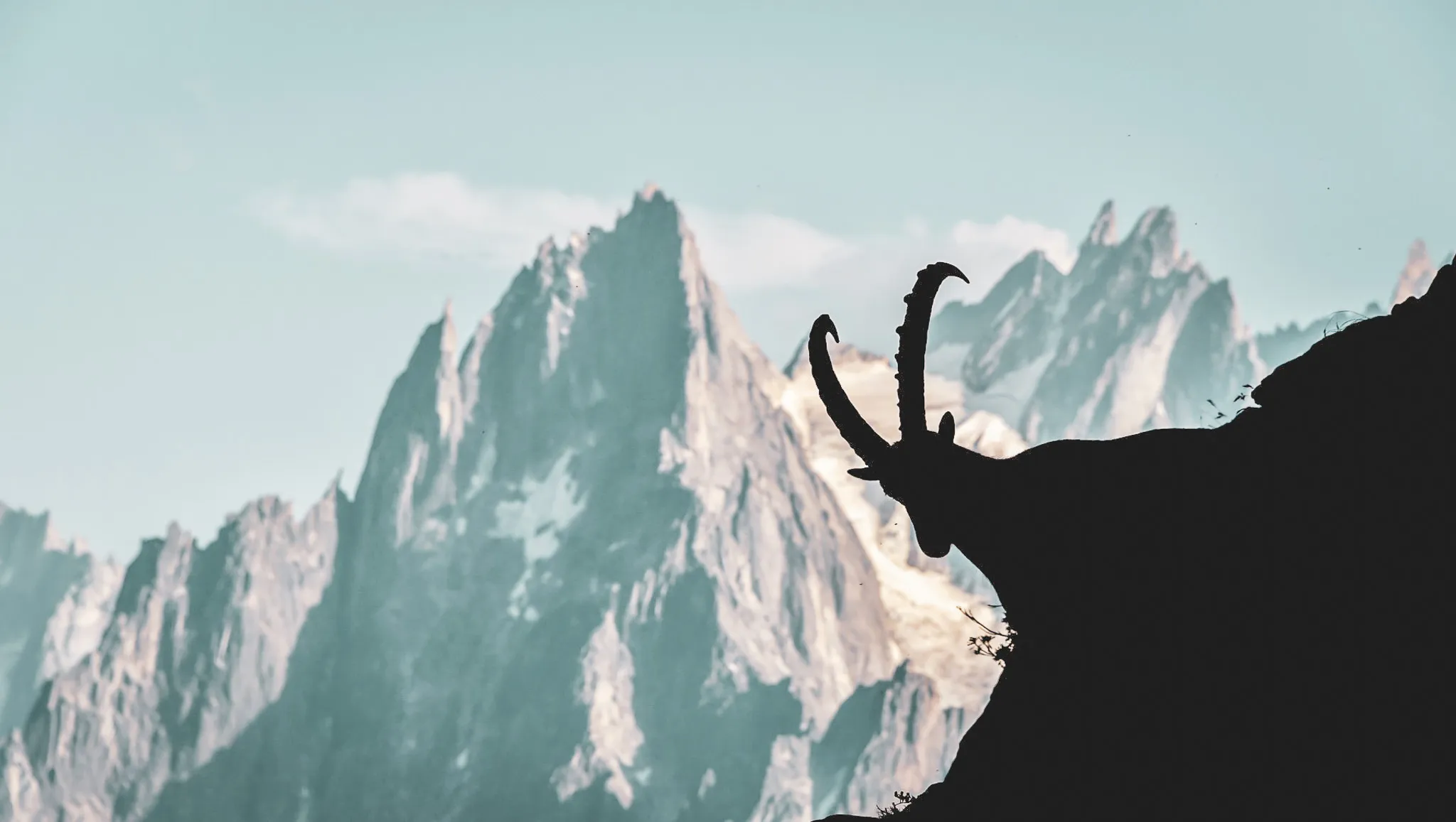 Un bouquetin photographié lors d'un tour du Mont Blanc en 10 jours.