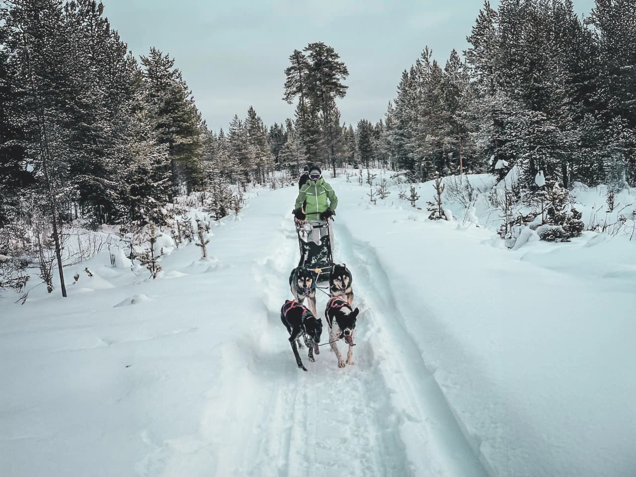 Un musher guide un attelage de chiens sur une neige à perte de vue, au cœur de la Laponie magique.