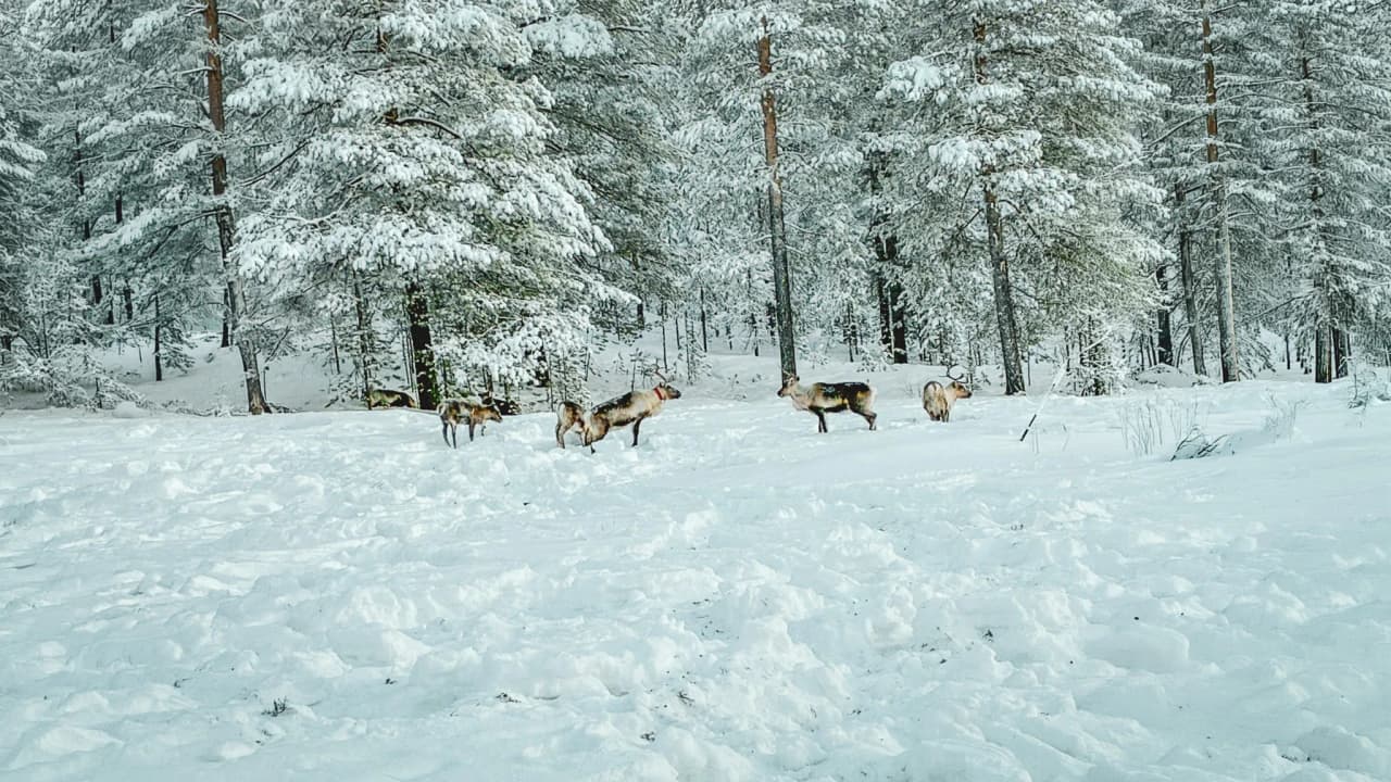Majestic reindeer in a snow-covered landscape, in the heart of Swedish Lapland. The magic of the Far North.