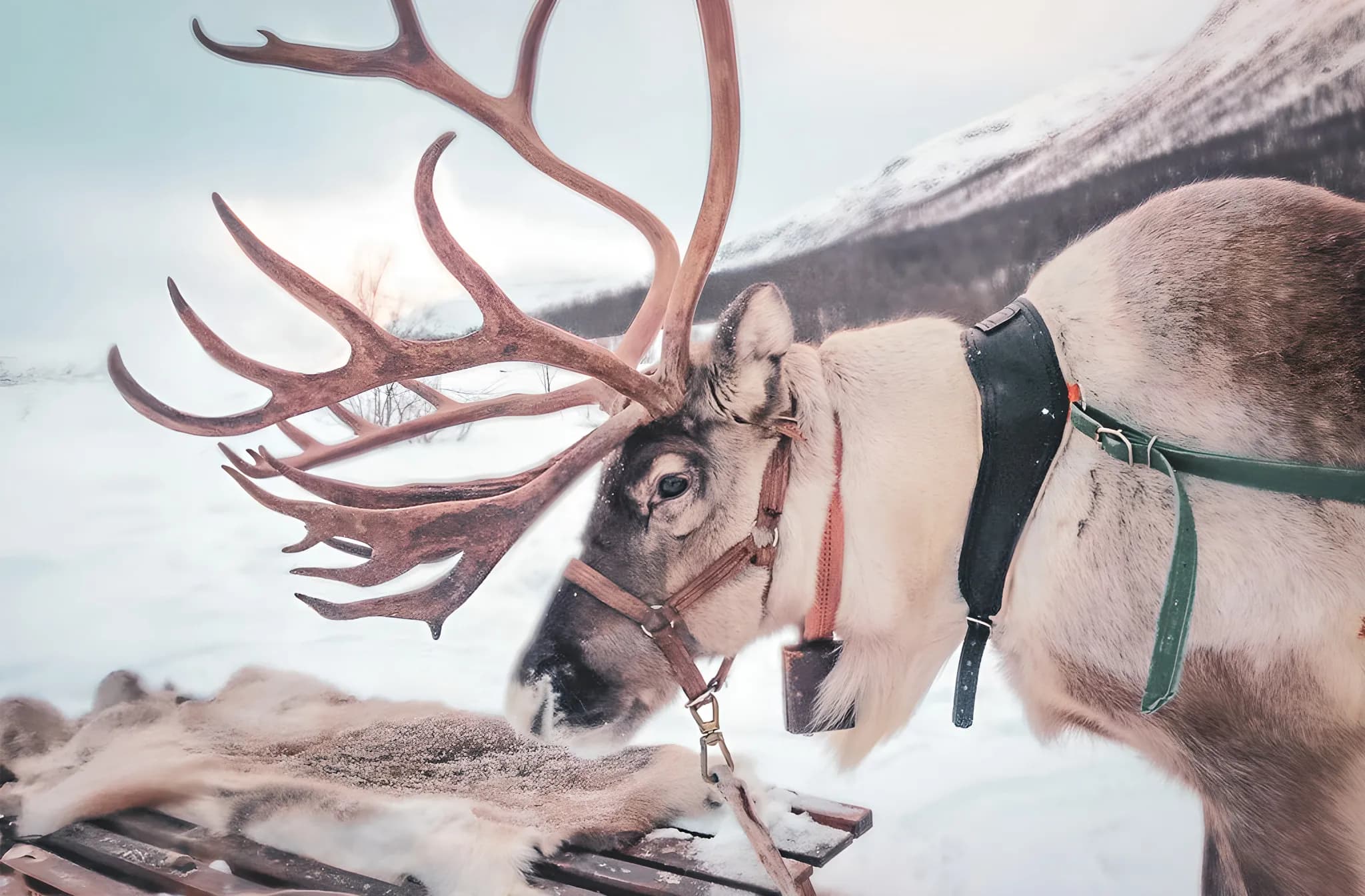Majestic reindeer with large horns, against a snowy background in Norwegian Lapland.