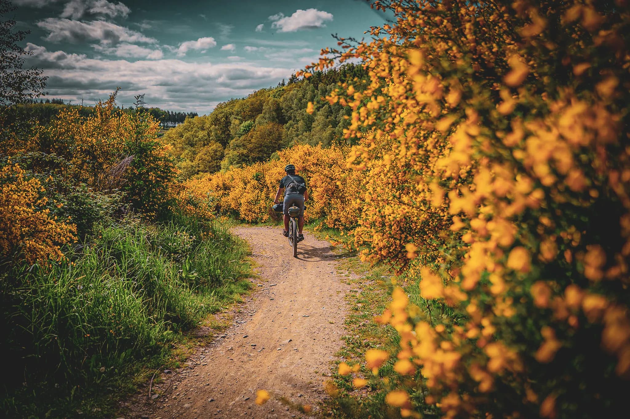 A cyclist rides along a dirt path lined with bright yellow flowers. The lush vegetation on both sides of the path creates a warm, vibrant atmosphere. In the distance, green hills are visible