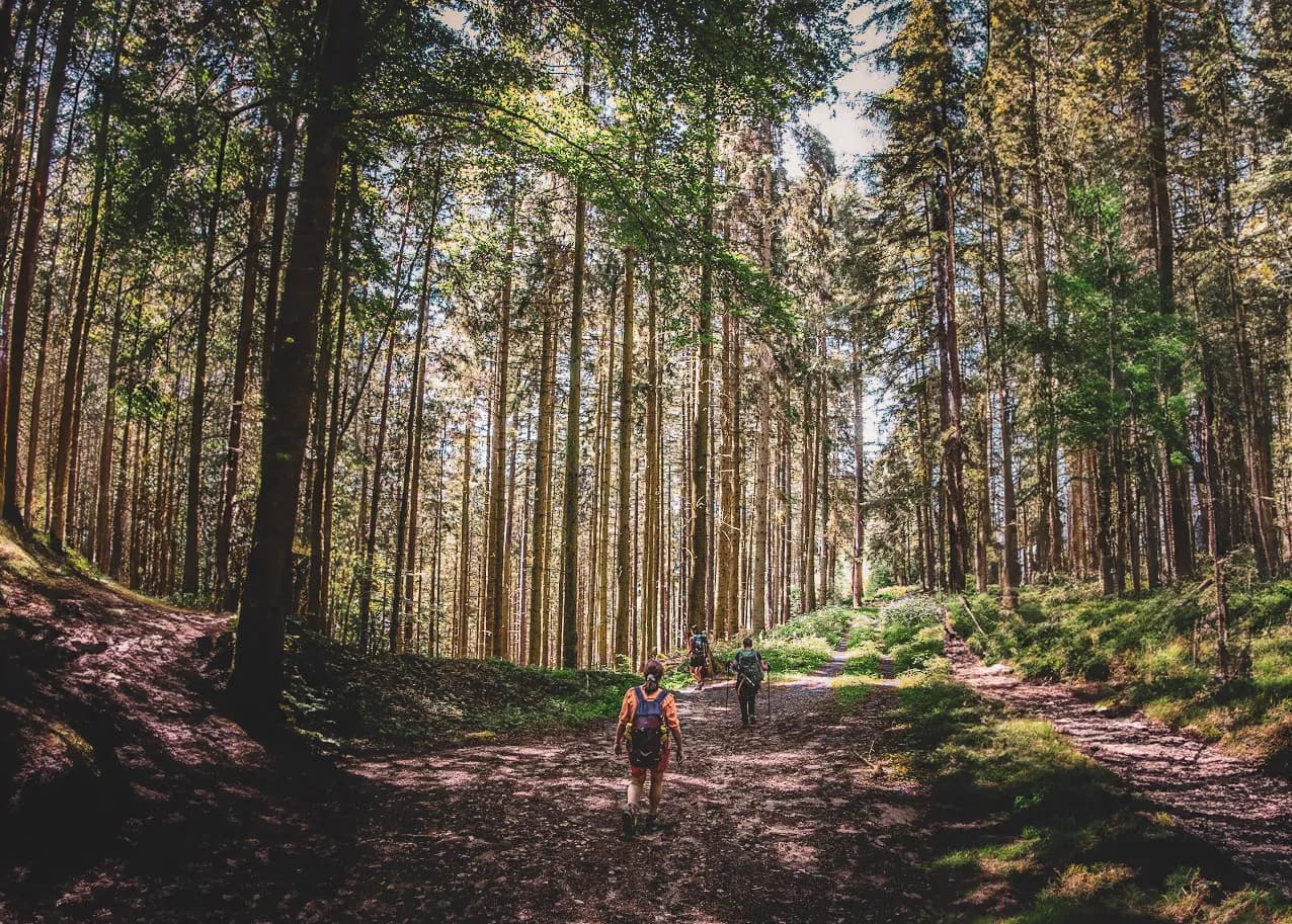 A forest path surrounded by majestic trees with slender trunks. Three people are walking along the path, one of them in the lead, carrying a rucksack. The sunlight filters through