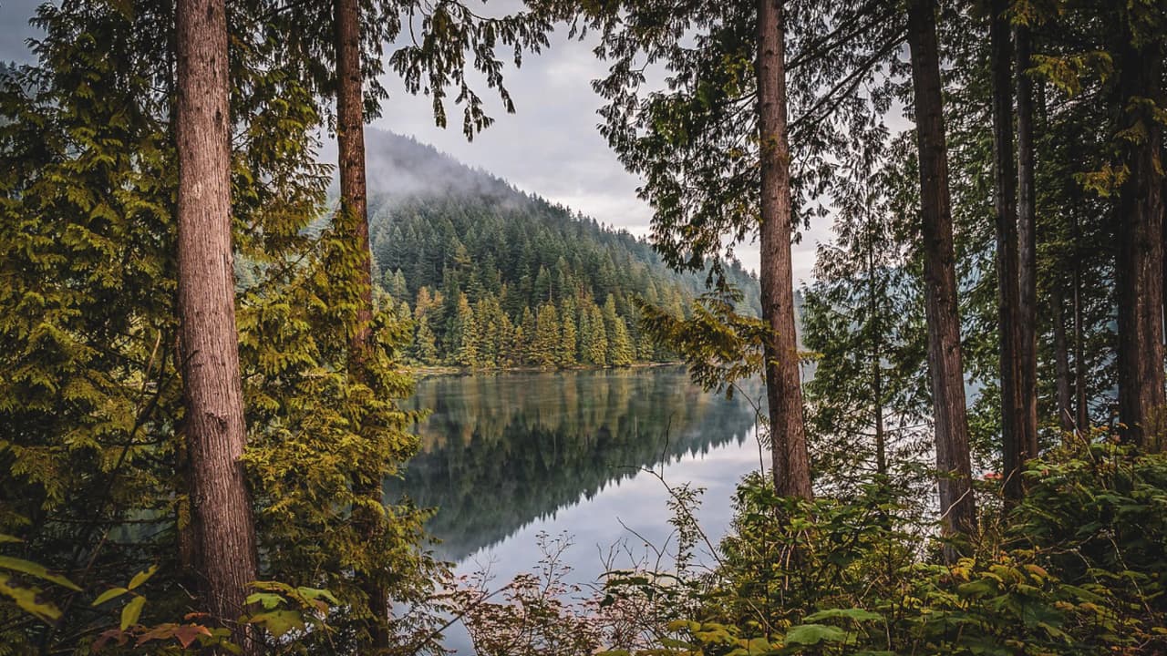Forêt apaisante refletée dans l'eau, idéale pour une aventure de survie en nature.