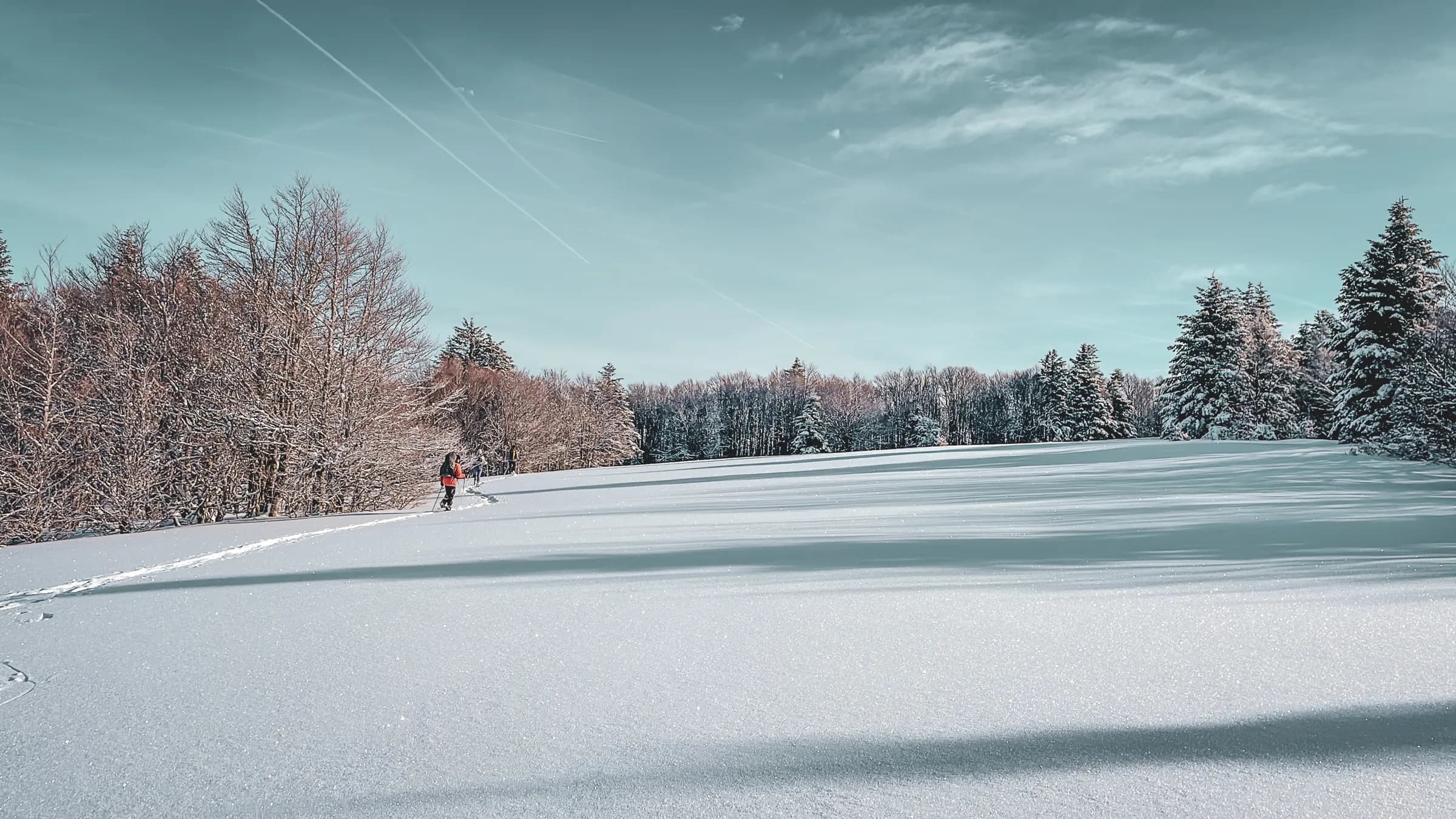 A winter landscape with a wide expanse of immaculate snow, where footprints lead to bare trees and snow-covered conifers. In the background, a clear blue sky dotted with