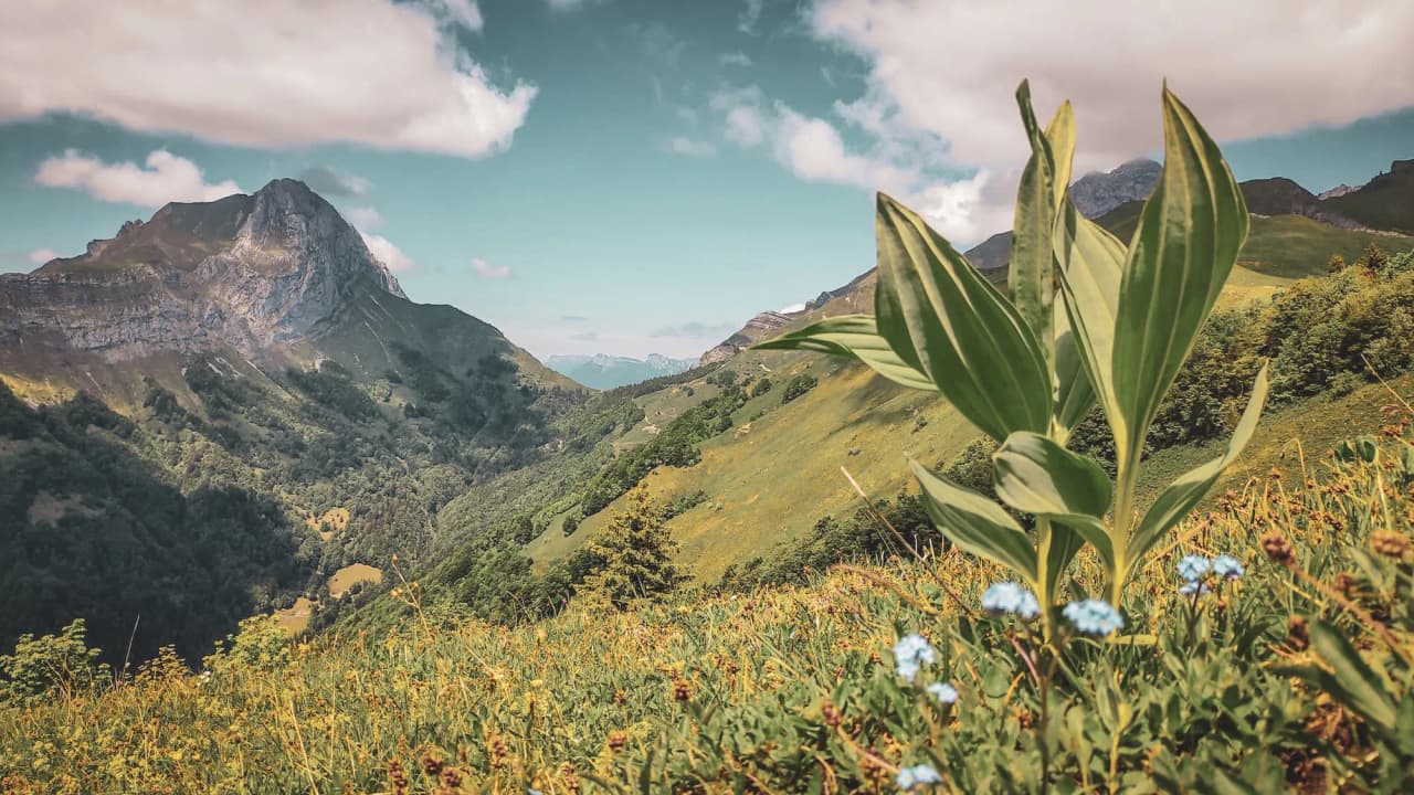 The mountainous landscape of the Hautes Bauges, with lush green peaks, flowers and blue skies.