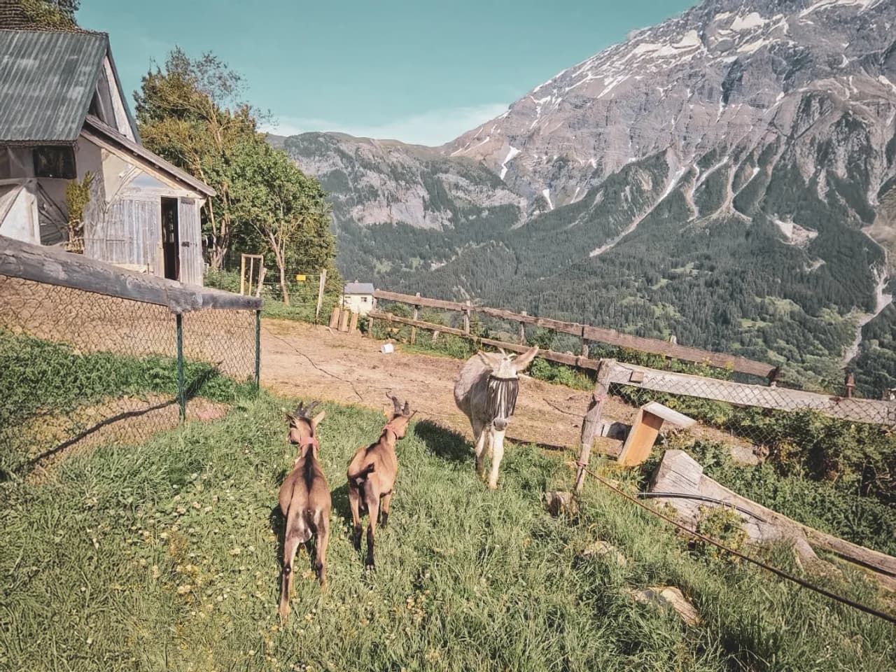 Two kids and a donkey stroll through a green Alpine landscape, close to a hut.