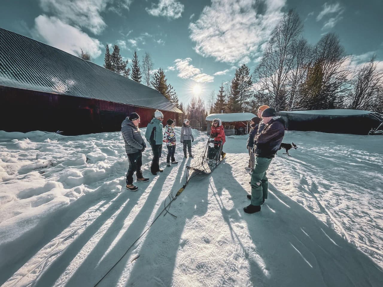 A group pulls sled dogs under a sunny sky, glistening snow in Lapland.