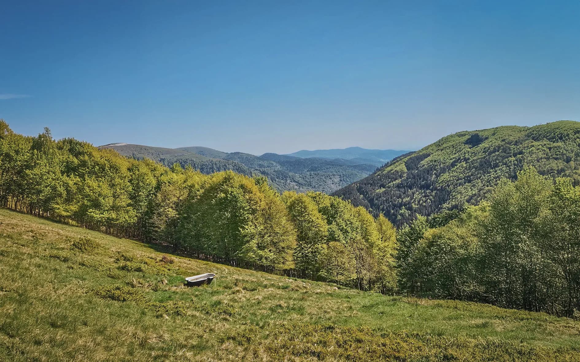 Panorama verdoyant des Vosges, entre forêts denses et sommets majestueux sous un ciel bleu.