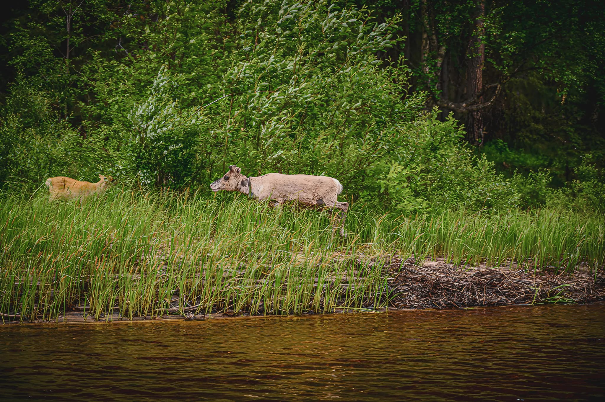 A reindeer crosses a green riverbank, guided by the luxuriant nature of Lapland.