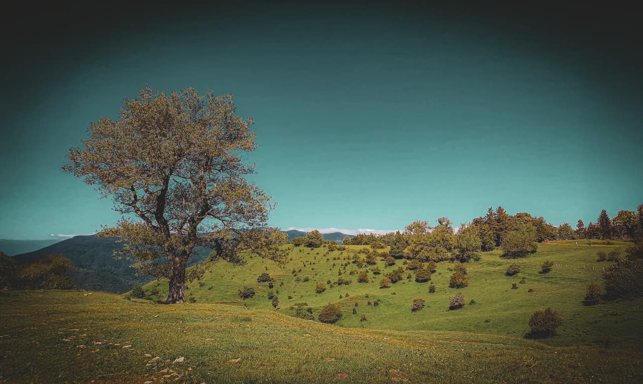 A serene mountainous landscape with a large solitary tree in the foreground, standing on a green hill. The tree is surrounded by small green hills dotted with bushes.