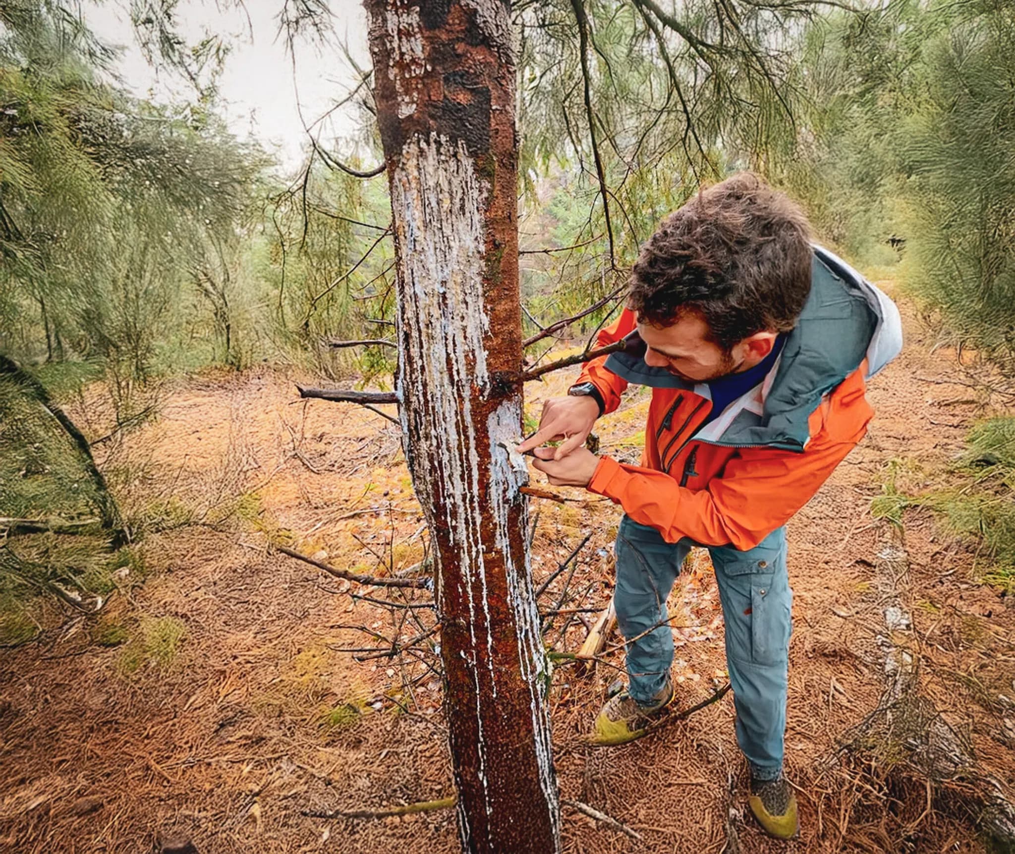 Man in the forest of the Vercors, preparing a survival technique on a tree. Discovery and nature.