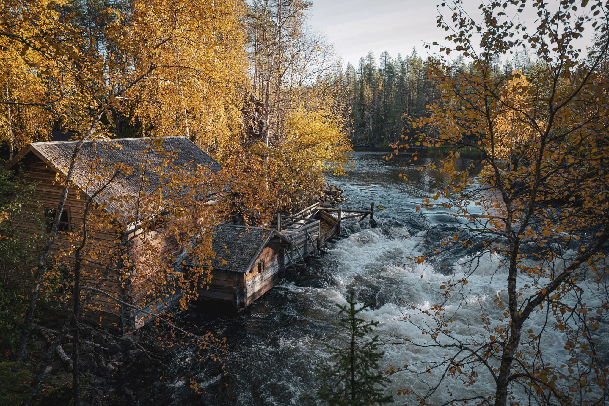 Wooden house on the banks of a wild river, surrounded by golden foliage in Lapland.